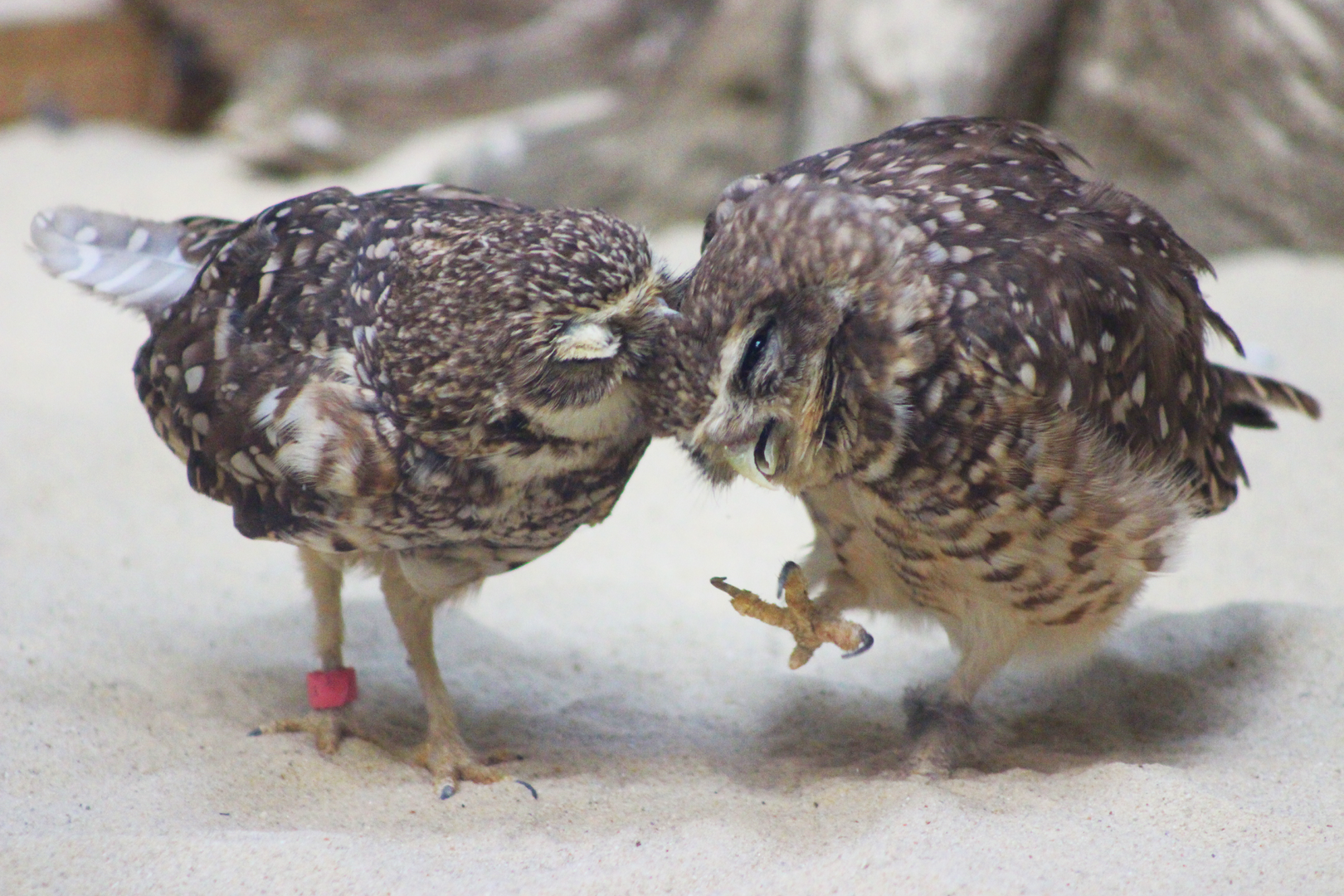 Burrowing Owls