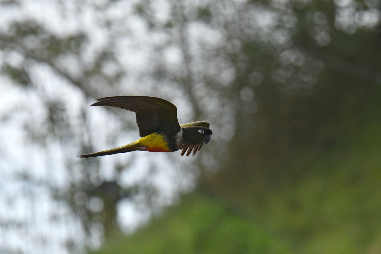 Burrowing Parakeet (Cyanoliseus patagonus)