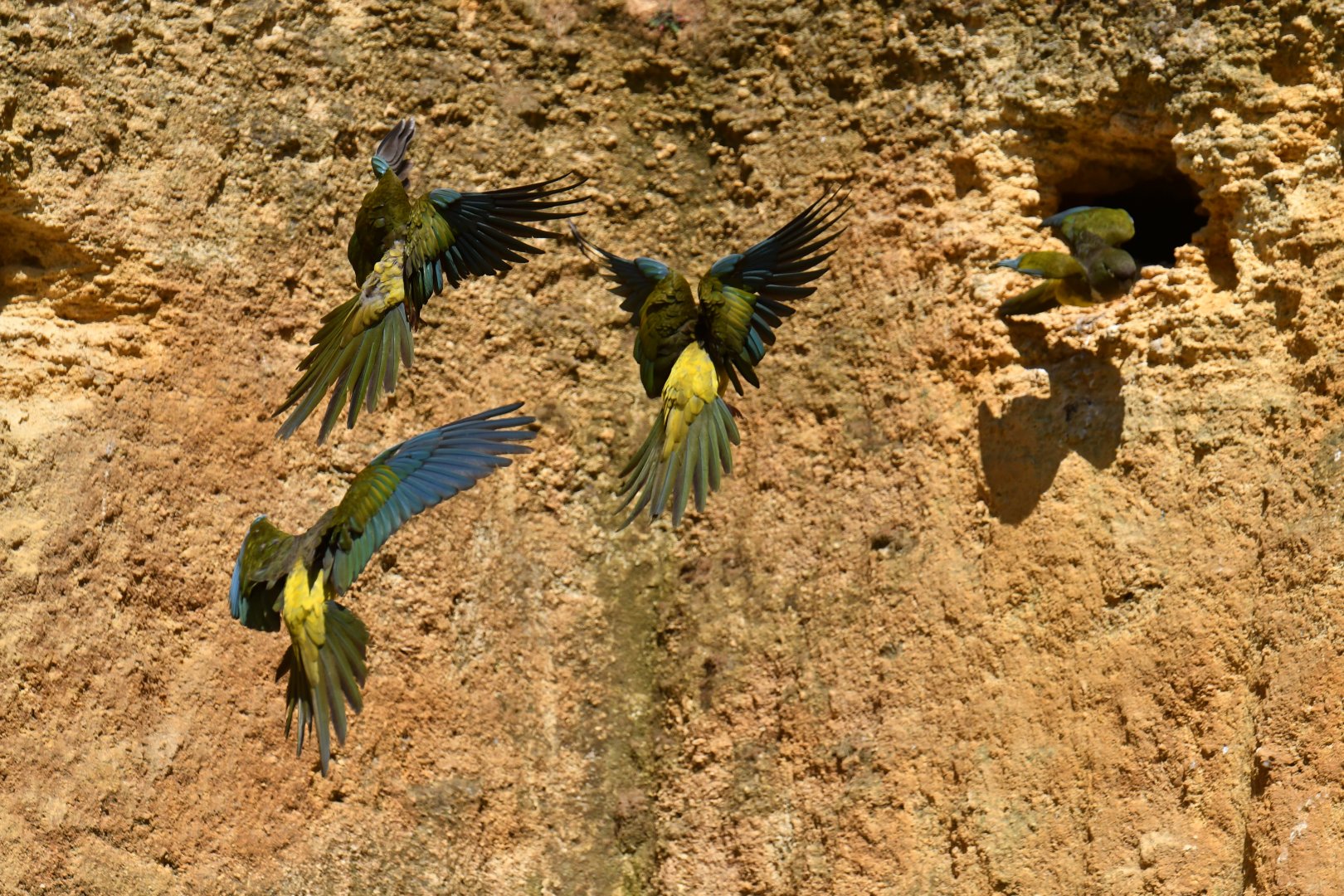 Burrowing Parakeet (Cyanoliseus patagonus)