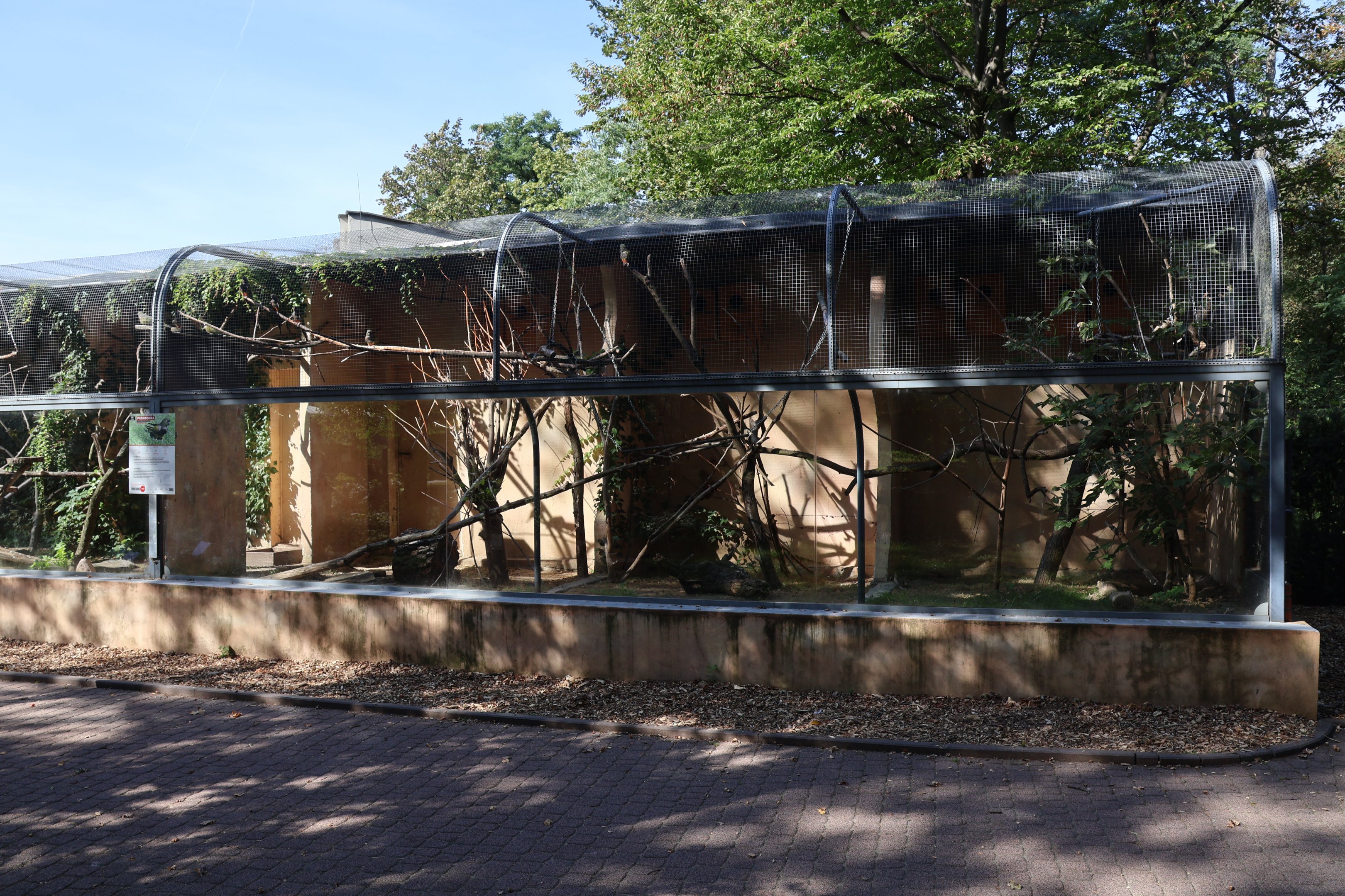 Burrowing Parakeet (Cyanoliseus patagonus)