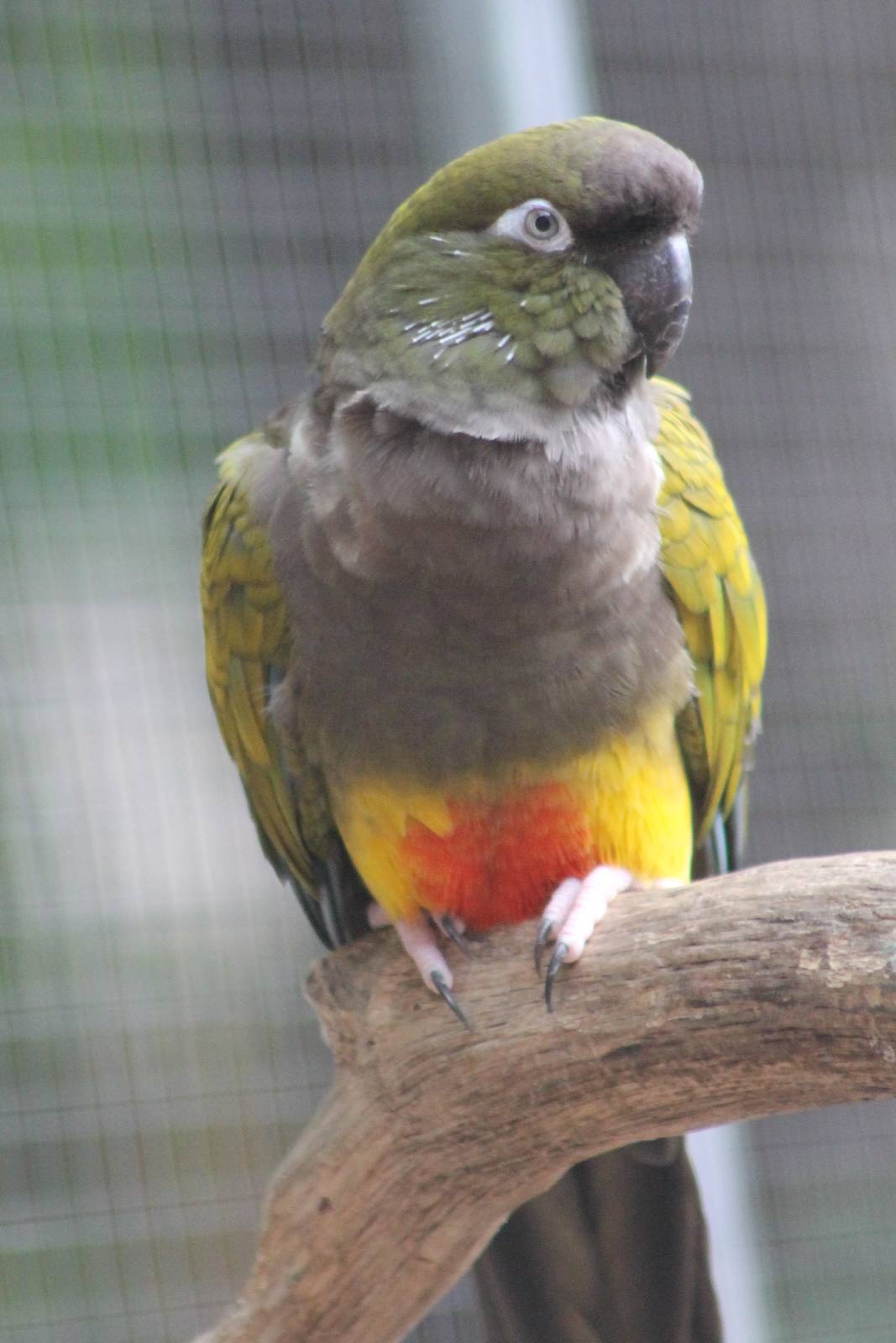 Burrowing parakeet nominat form