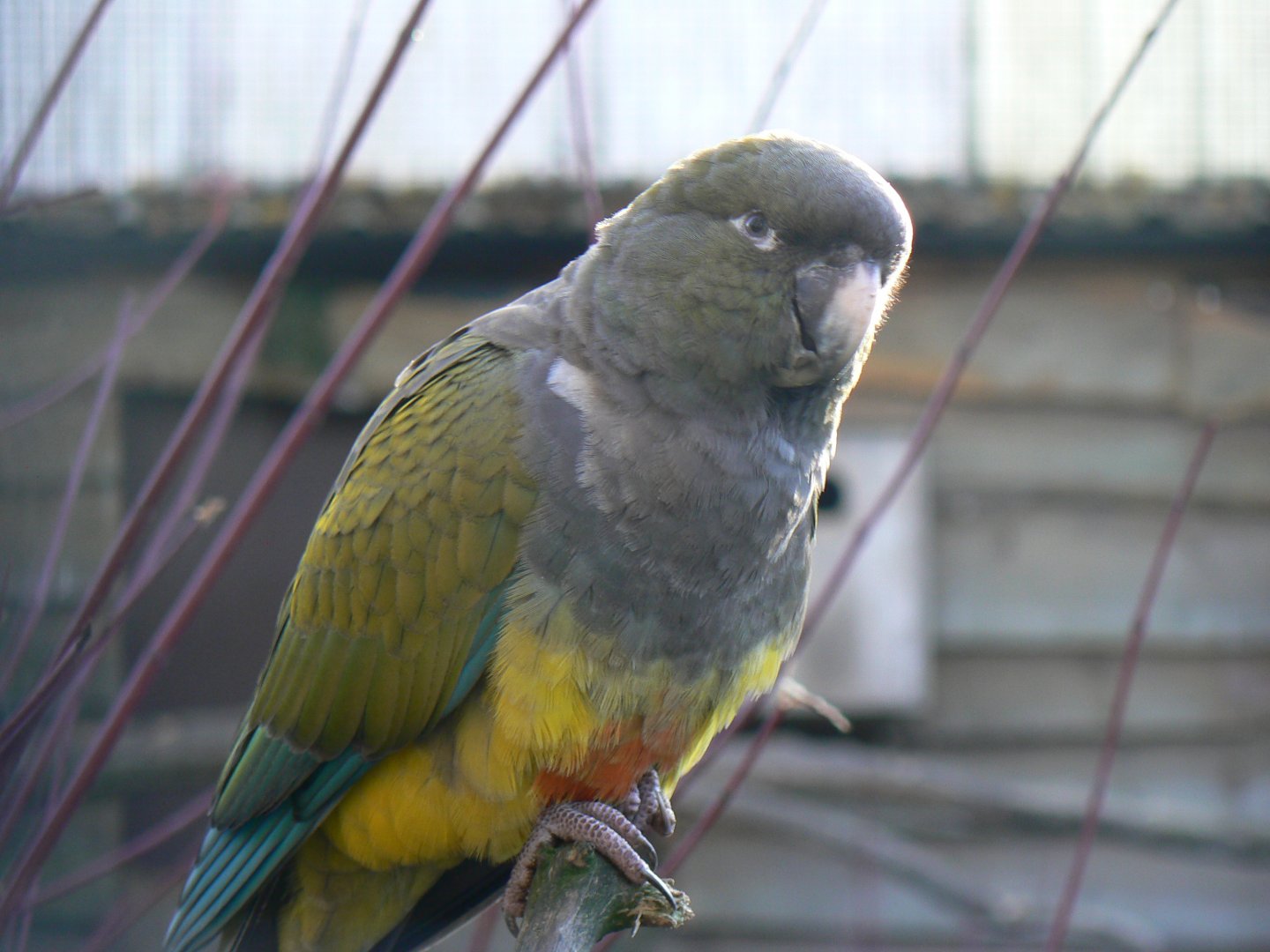 Burrowing Parrot - 13 November 2018