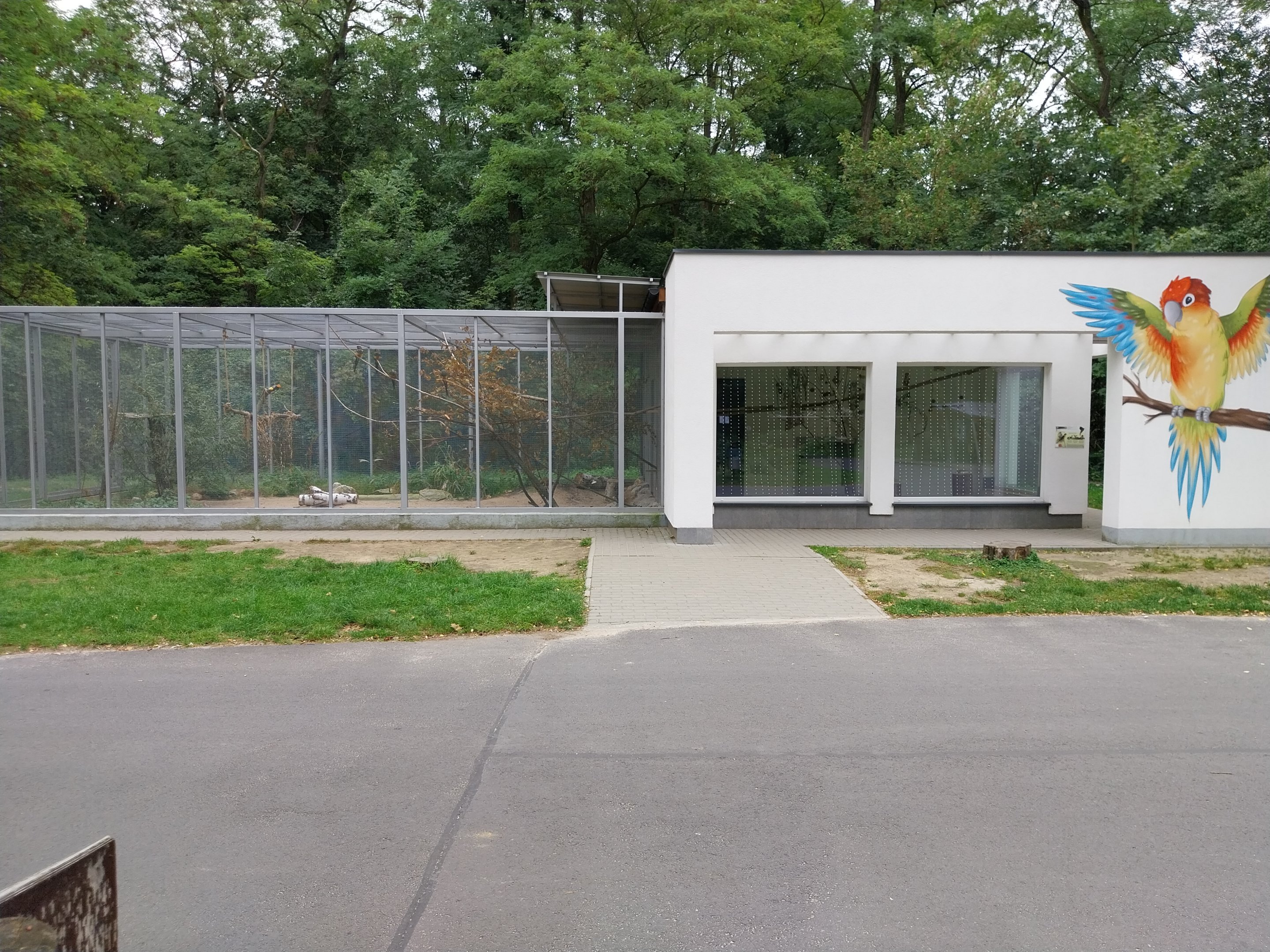 Burrowing Parrot (Cyanoliseus patagonus) aviary