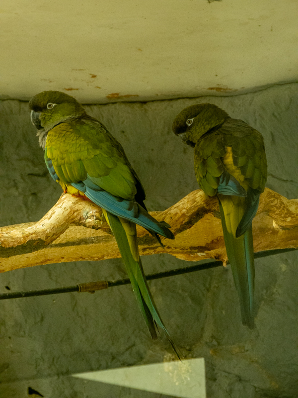 burrowing parrot (Cyanoliseus patagonus)