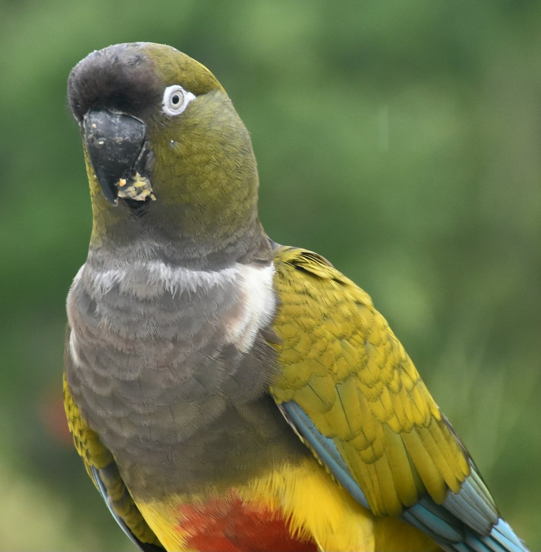 Burrowing Parrot (Cyanoliseus patagonus)