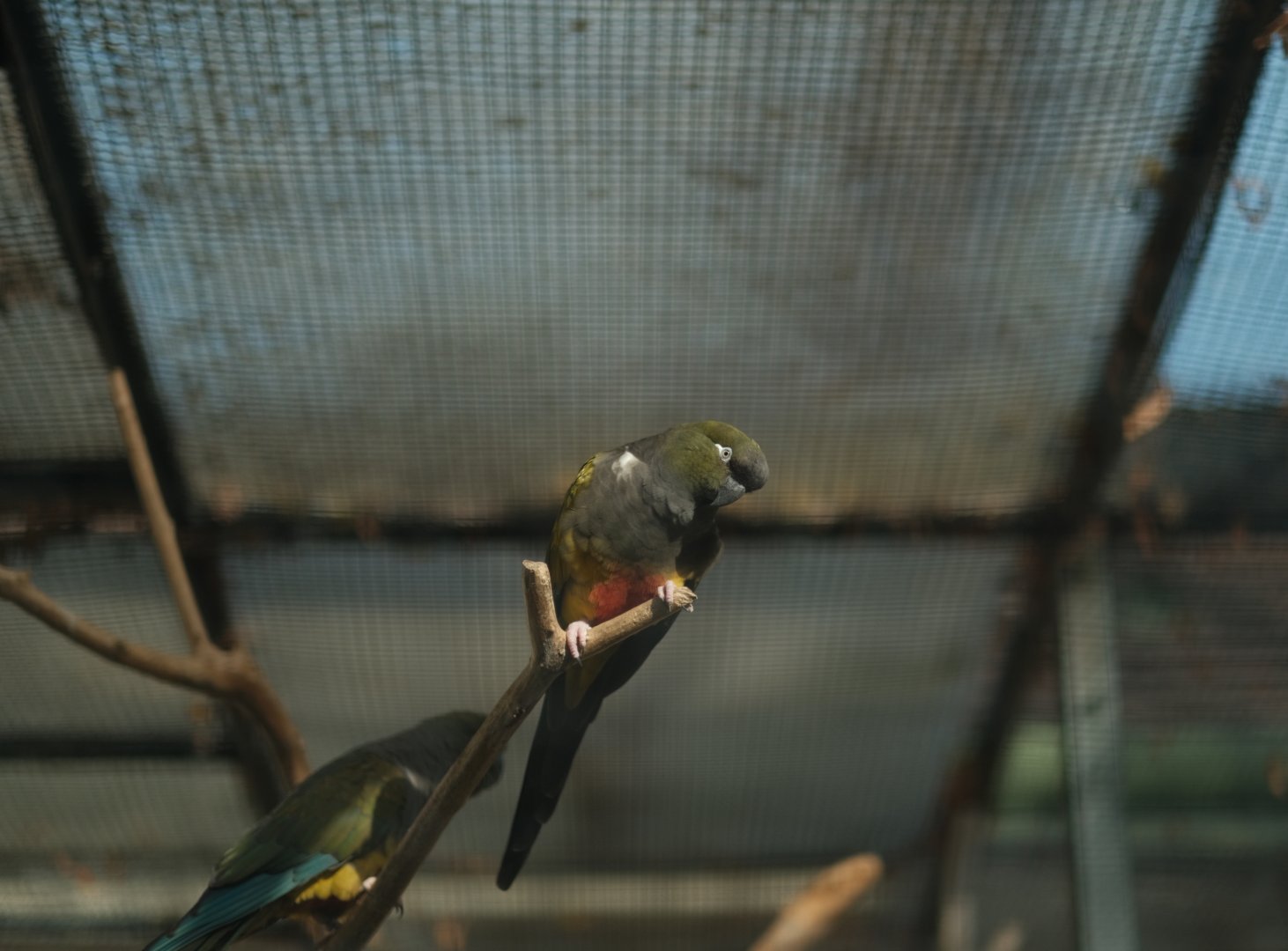 Burrowing Parrot (Cyanoliseus patagonus)
