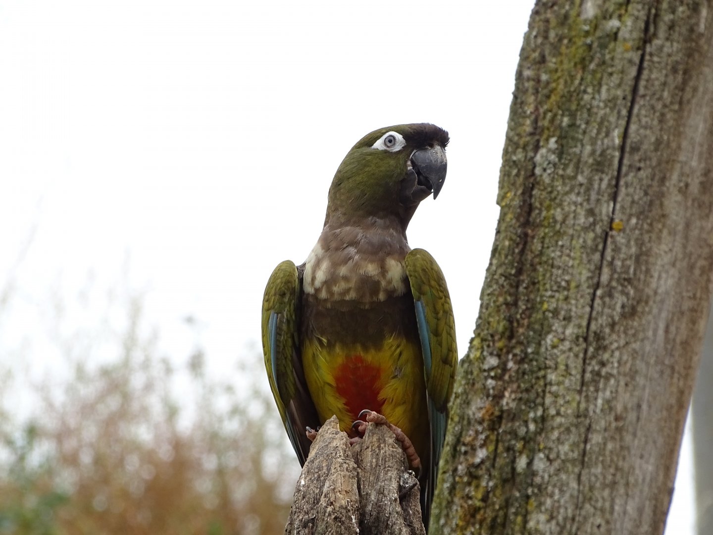 Burrowing parrot (Cyanoliseus patagonus)