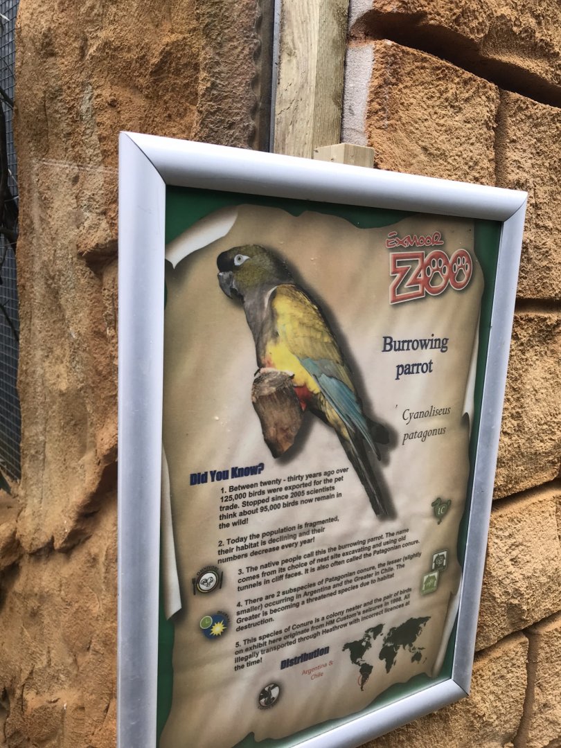Burrowing parrot sign 280419