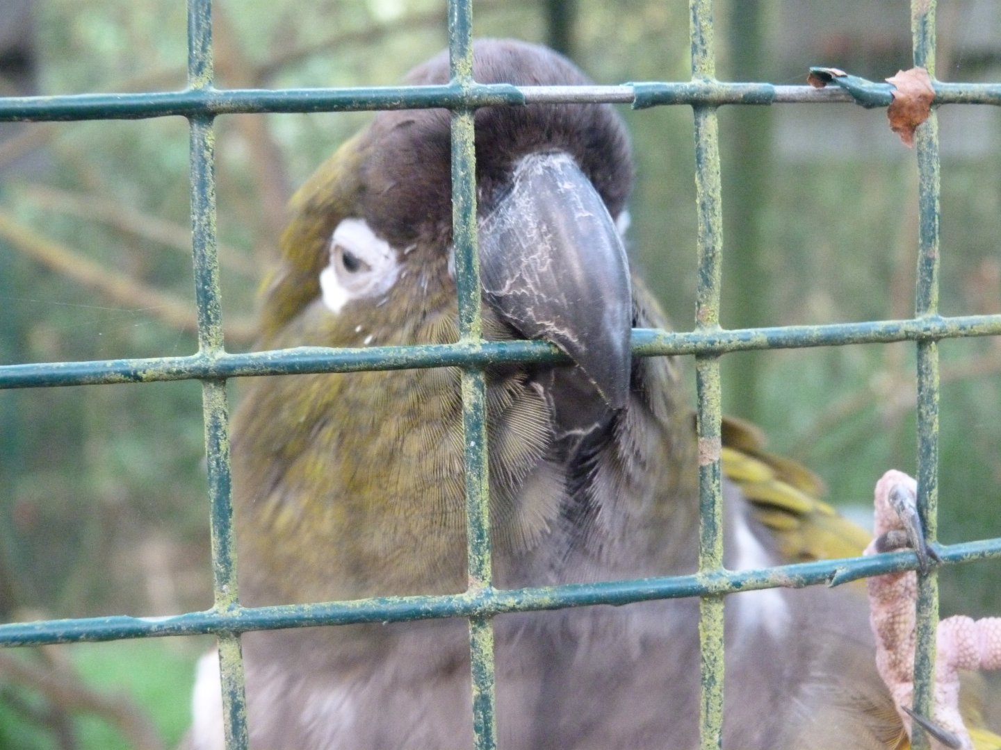 Burrowing parrot -Zoo de Santillana del Mar (2024)