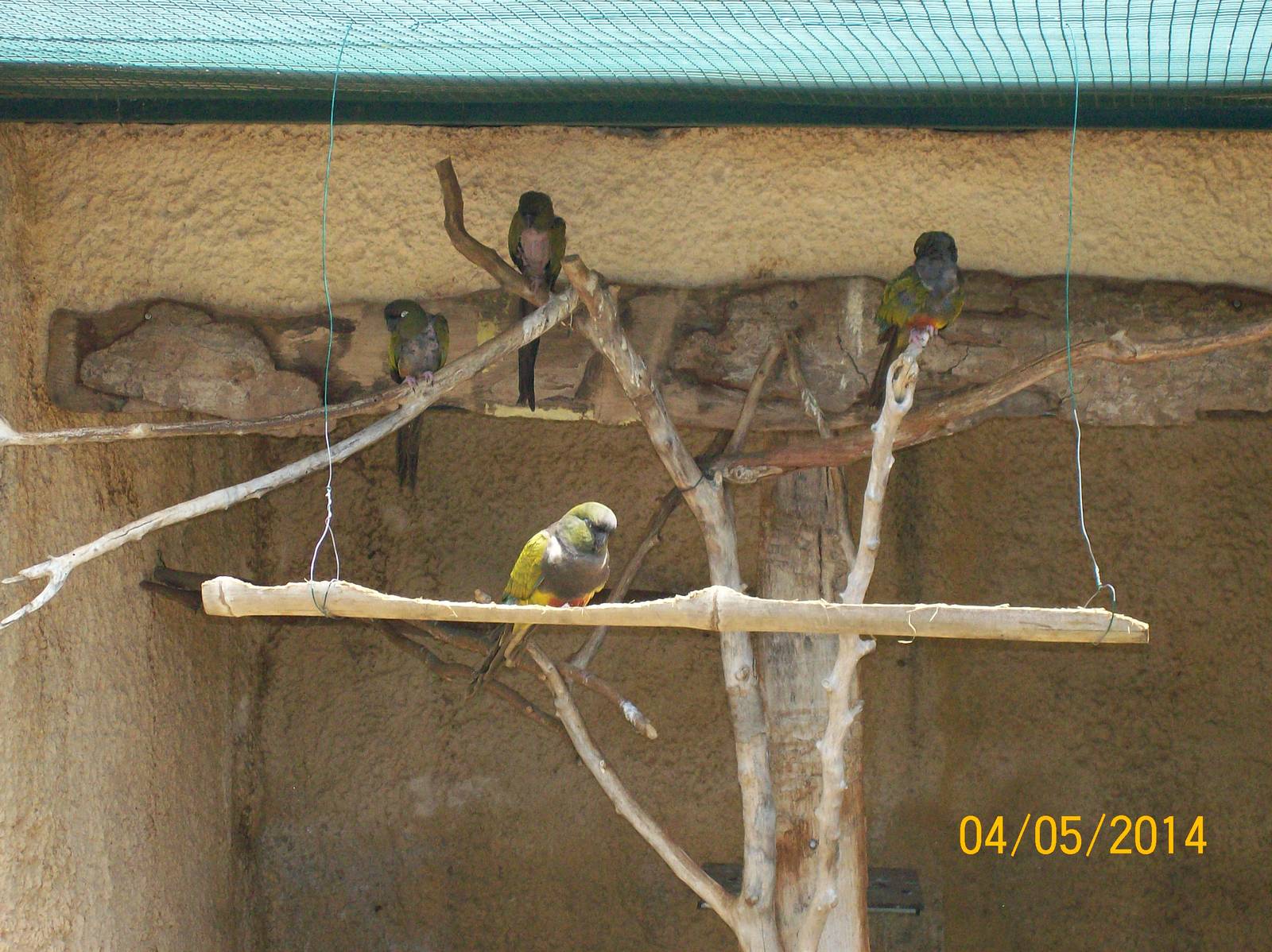 Burrowing parrot