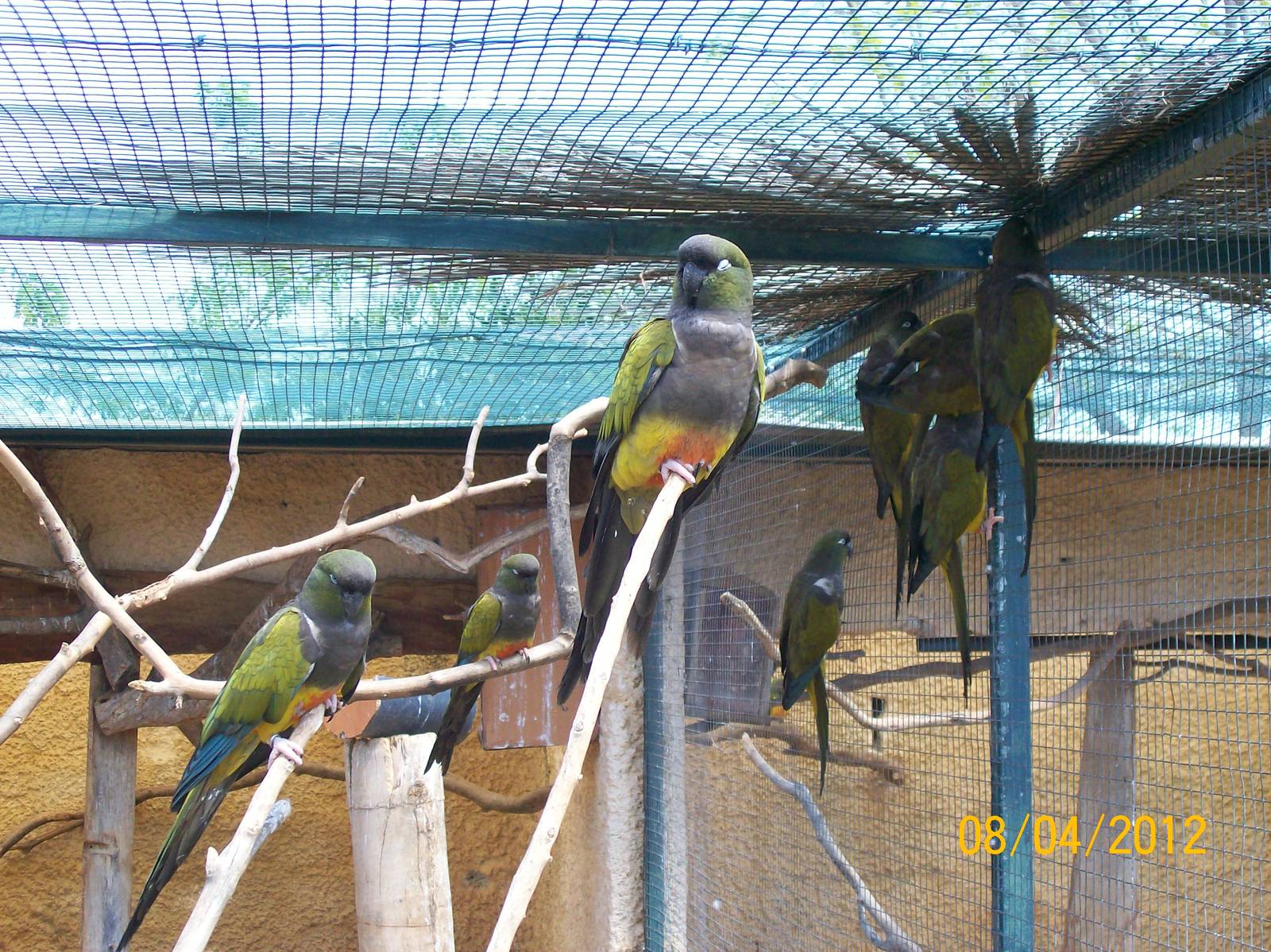 Burrowing parrot