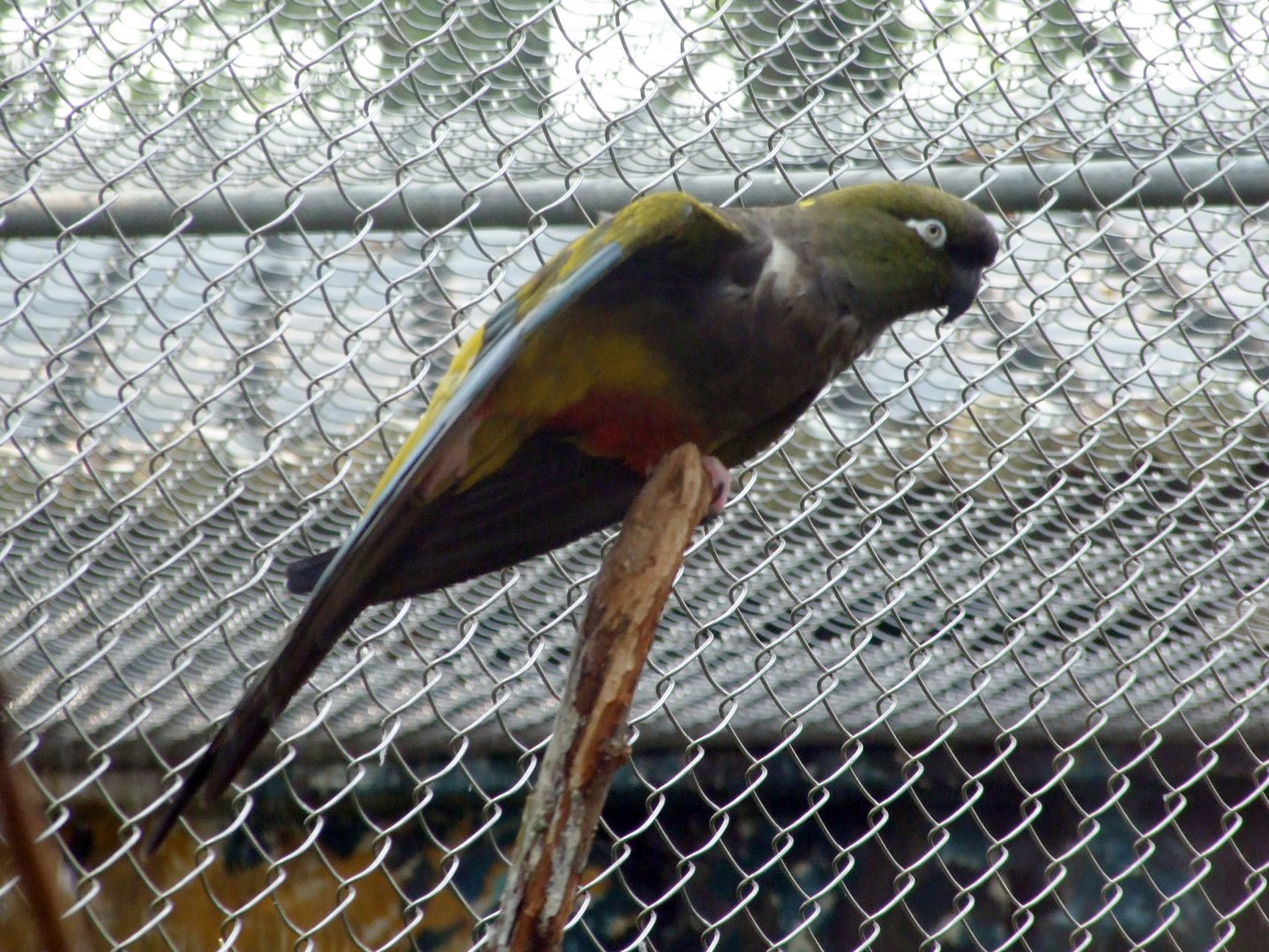 Burrowing Parrot
