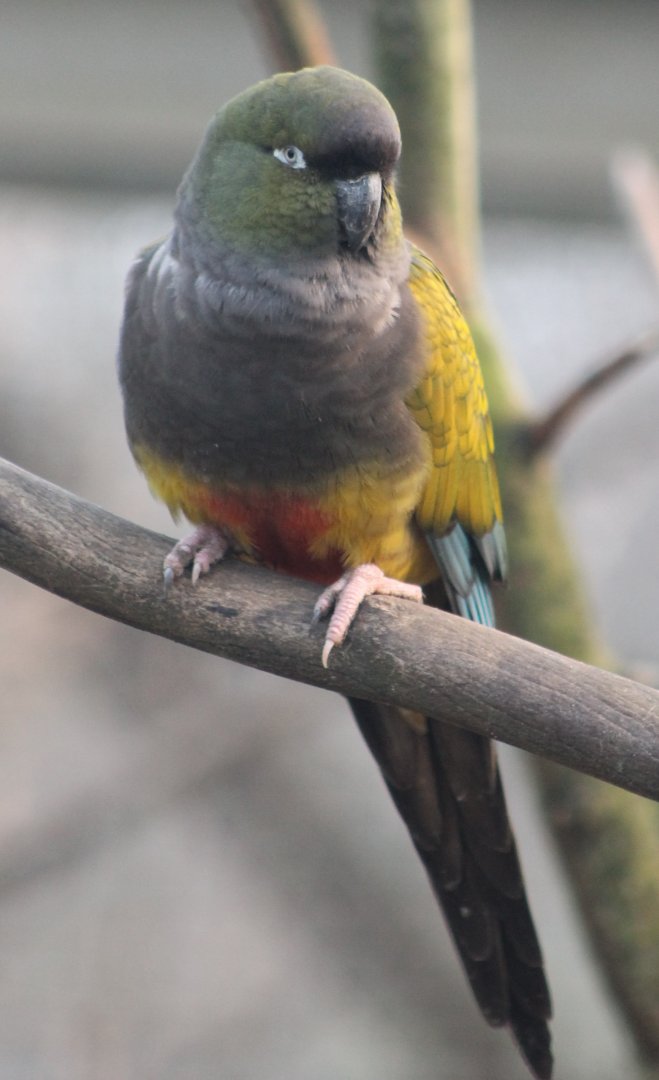 Burrowing parrot
