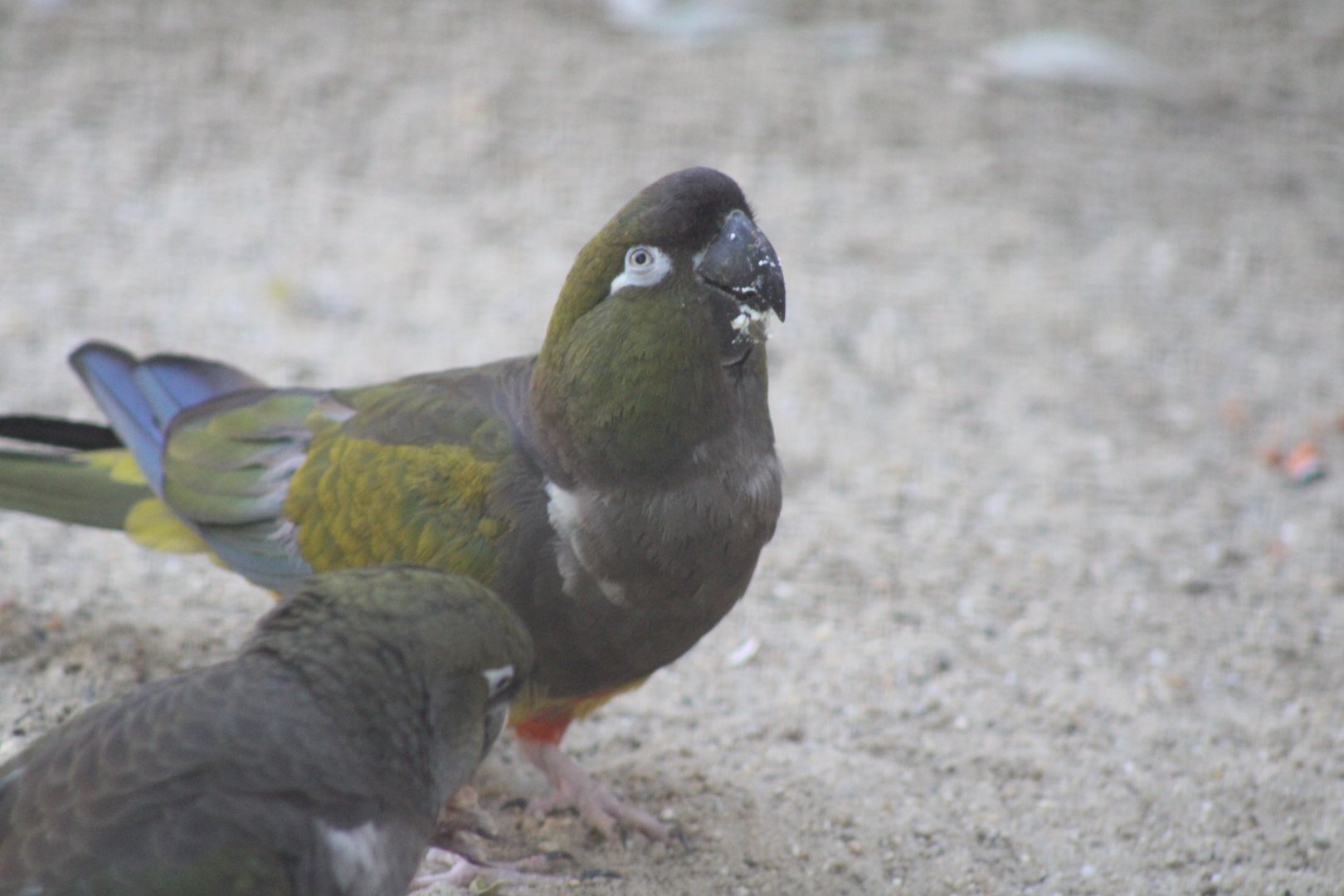 Burrowing Parrot