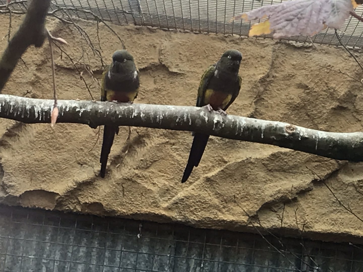 Burrowing parrots 280419