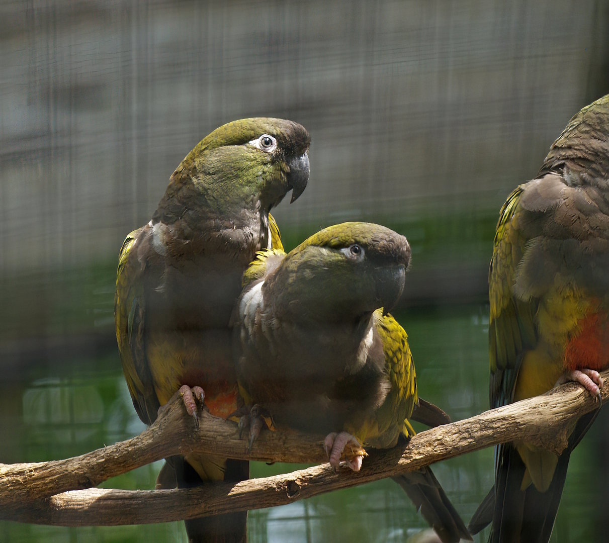 Burrowing parrots/Patagonian conures (Cyanoliseus patagonus), 2008-07-22