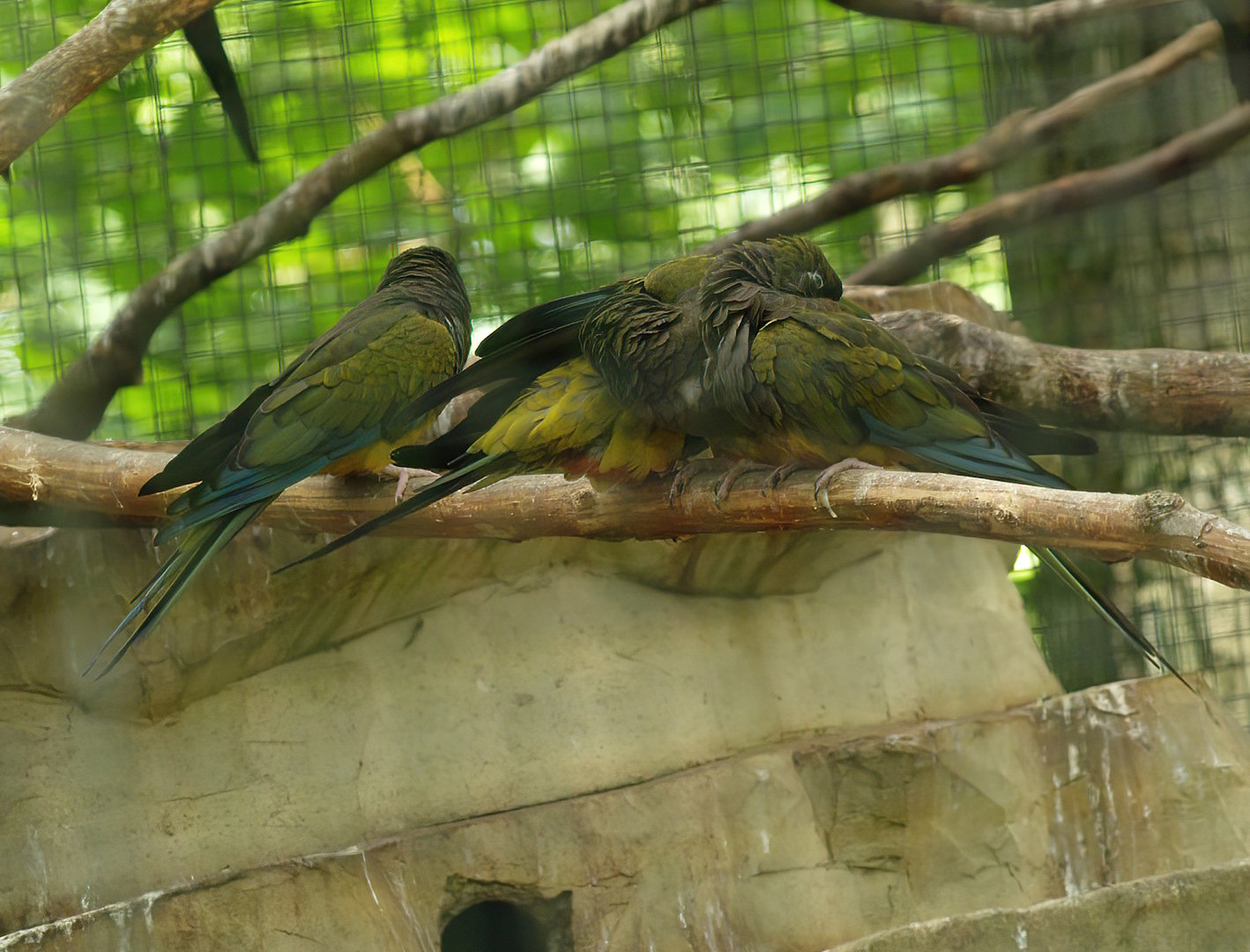 Burrowing parrots/Patagonian conures (Cyanoliseus patagonus), 2010-07-24