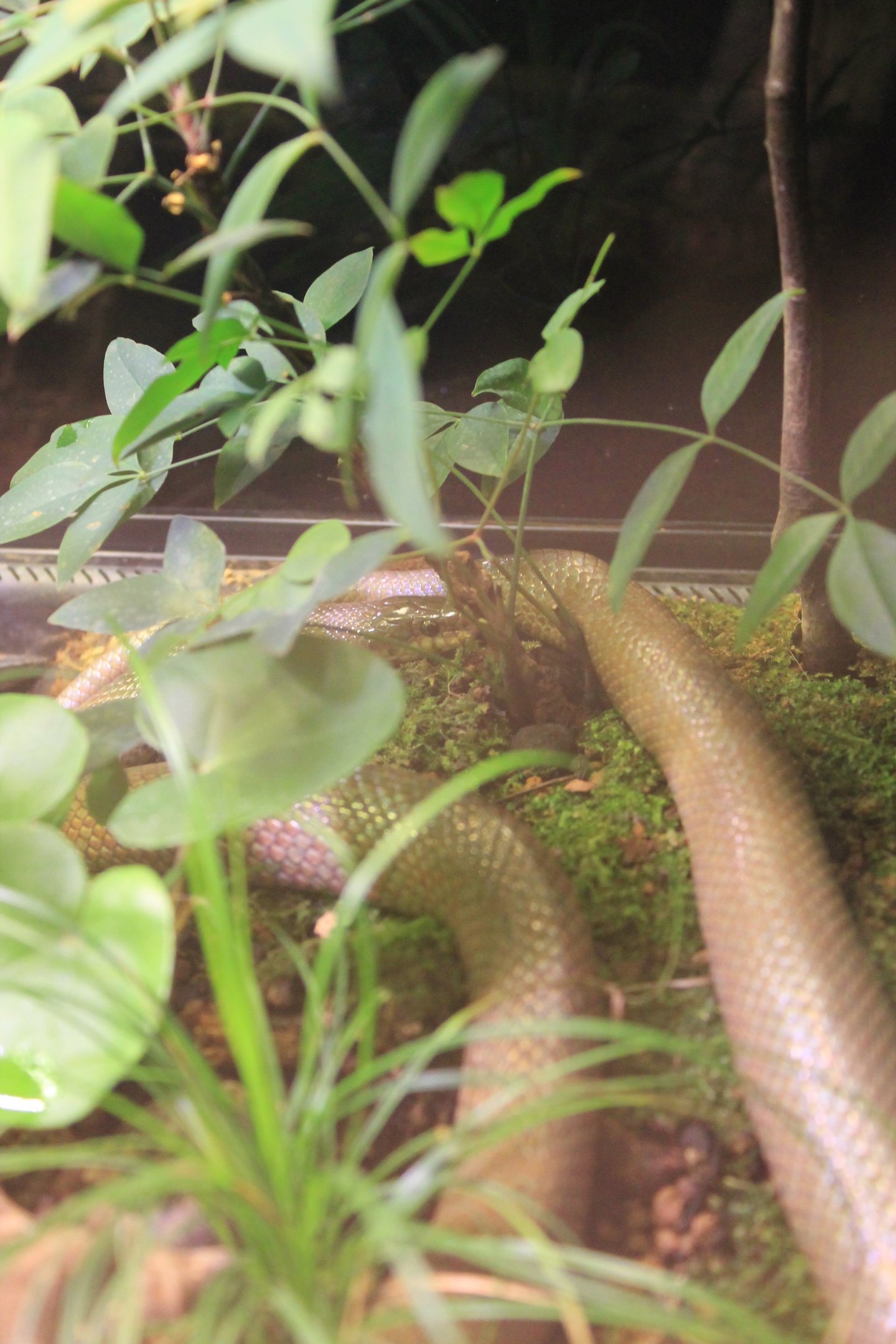 Burrowing Rat Snake (Euprepiophis conspicillata)