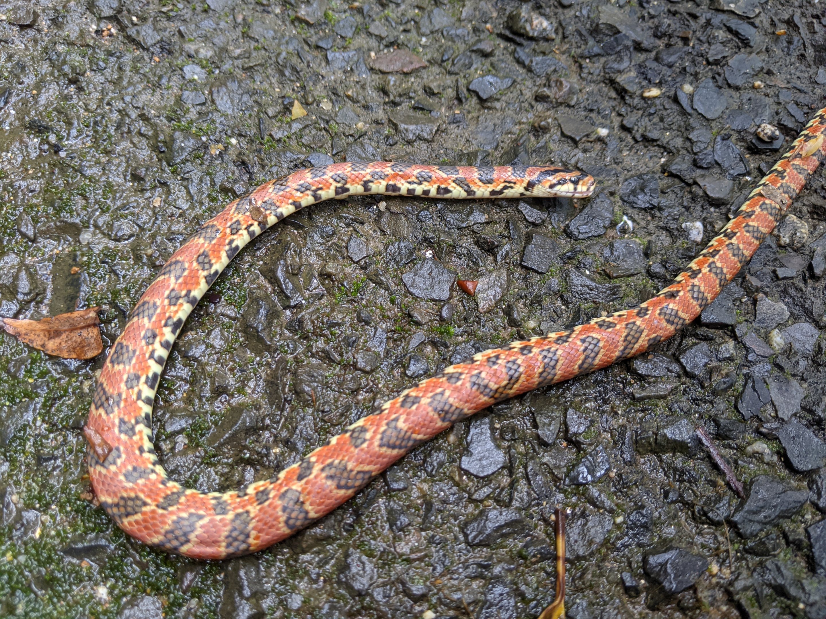 Burrowing Rat Snake (Euprepiophis conspicillata)