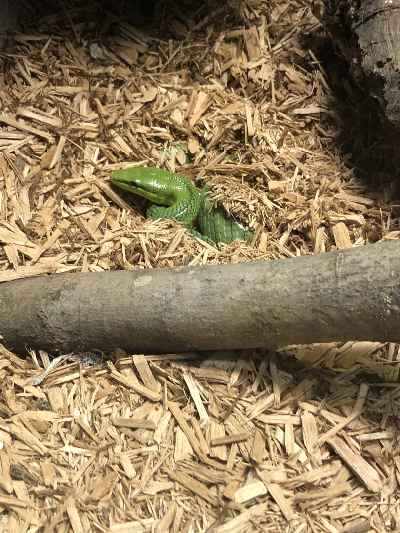 Burrowing Red-Tailed Ratsnake
