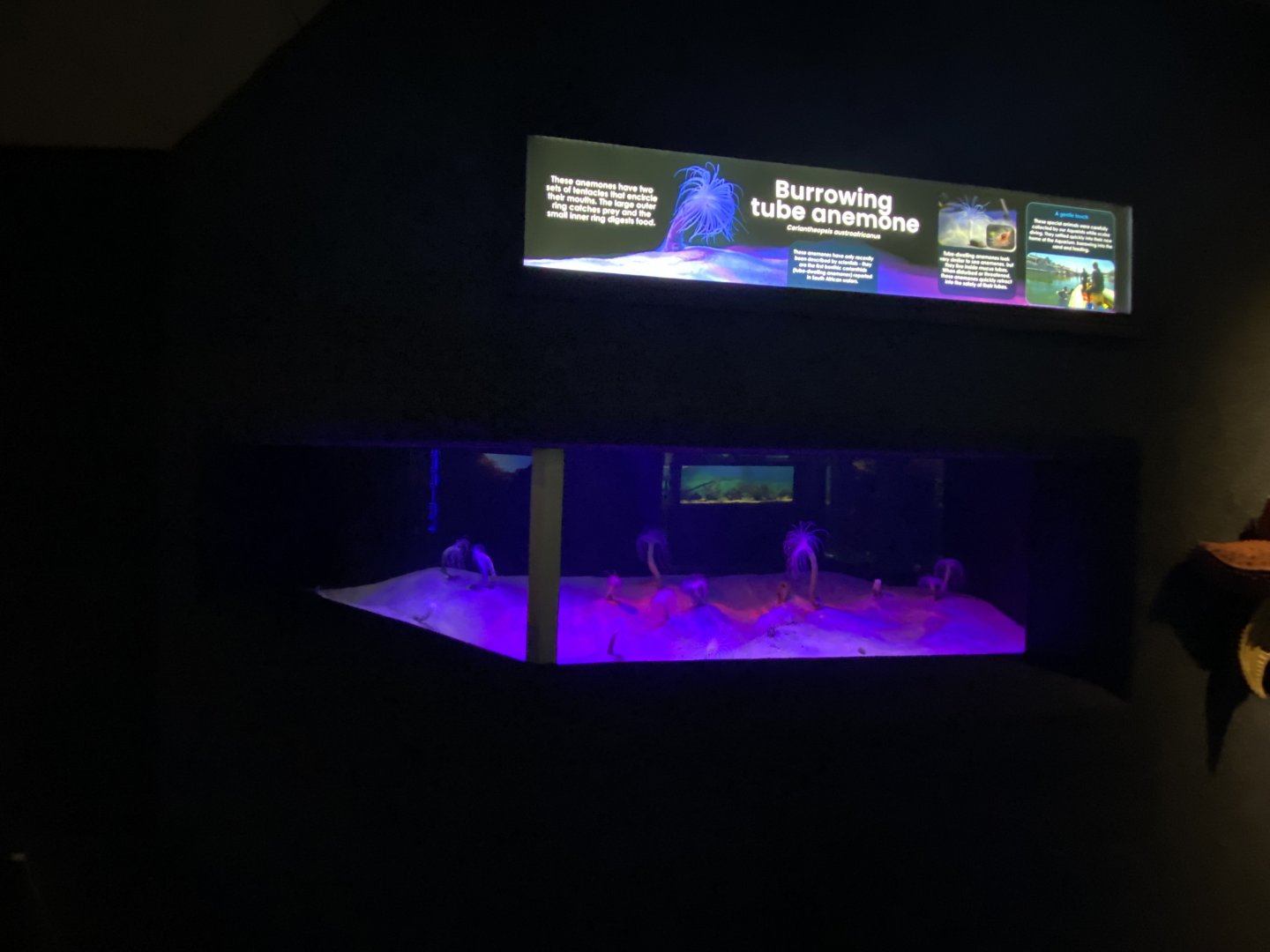 Burrowing tube anemone