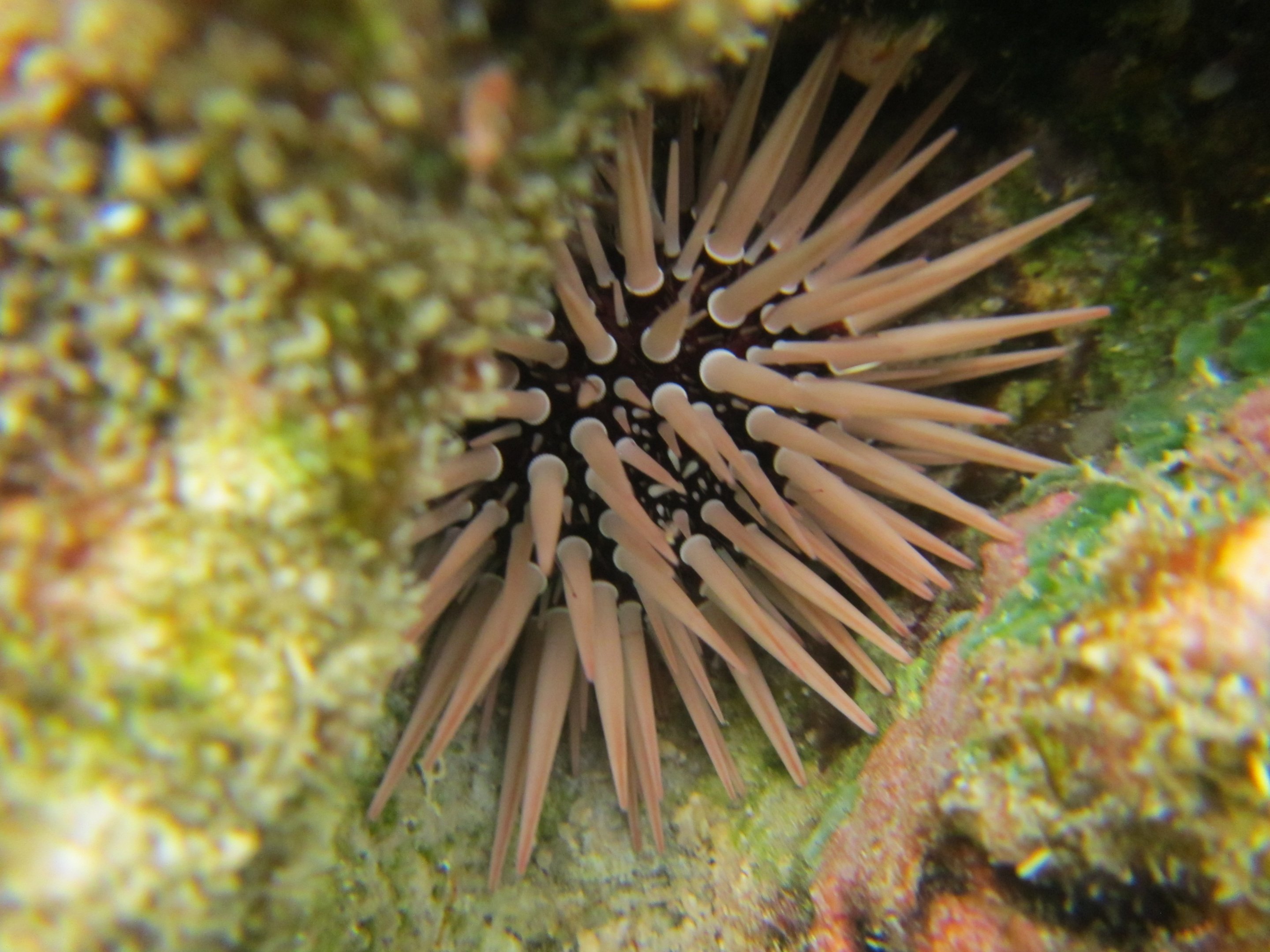 Burrowing Urchin (Echinometra mathaei)