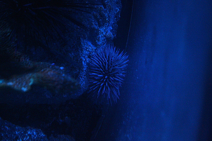 Burrowing urchin (Echinometra mathaei)