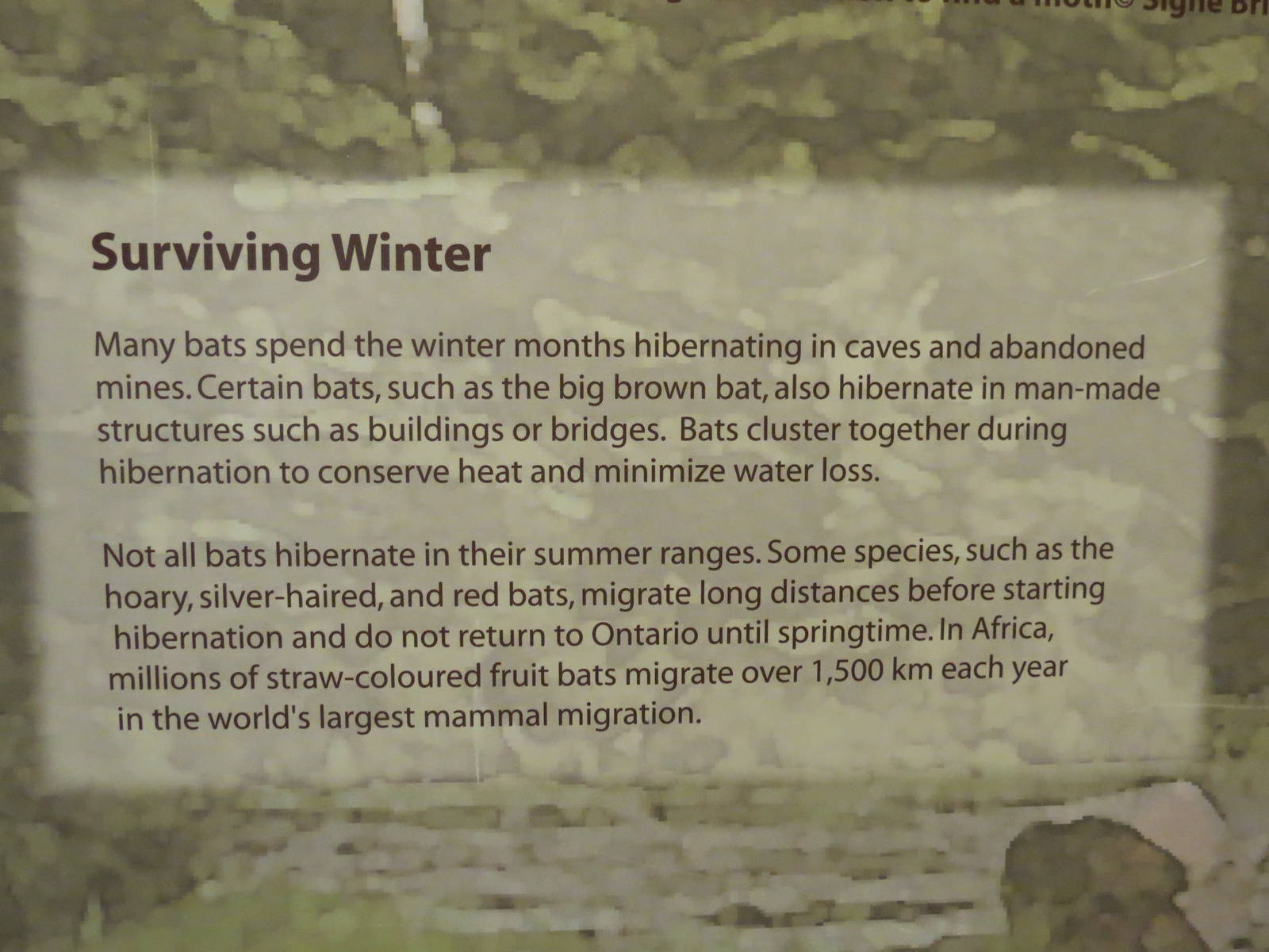 Burrows and Caves of Africa signage detail - 2 of 2