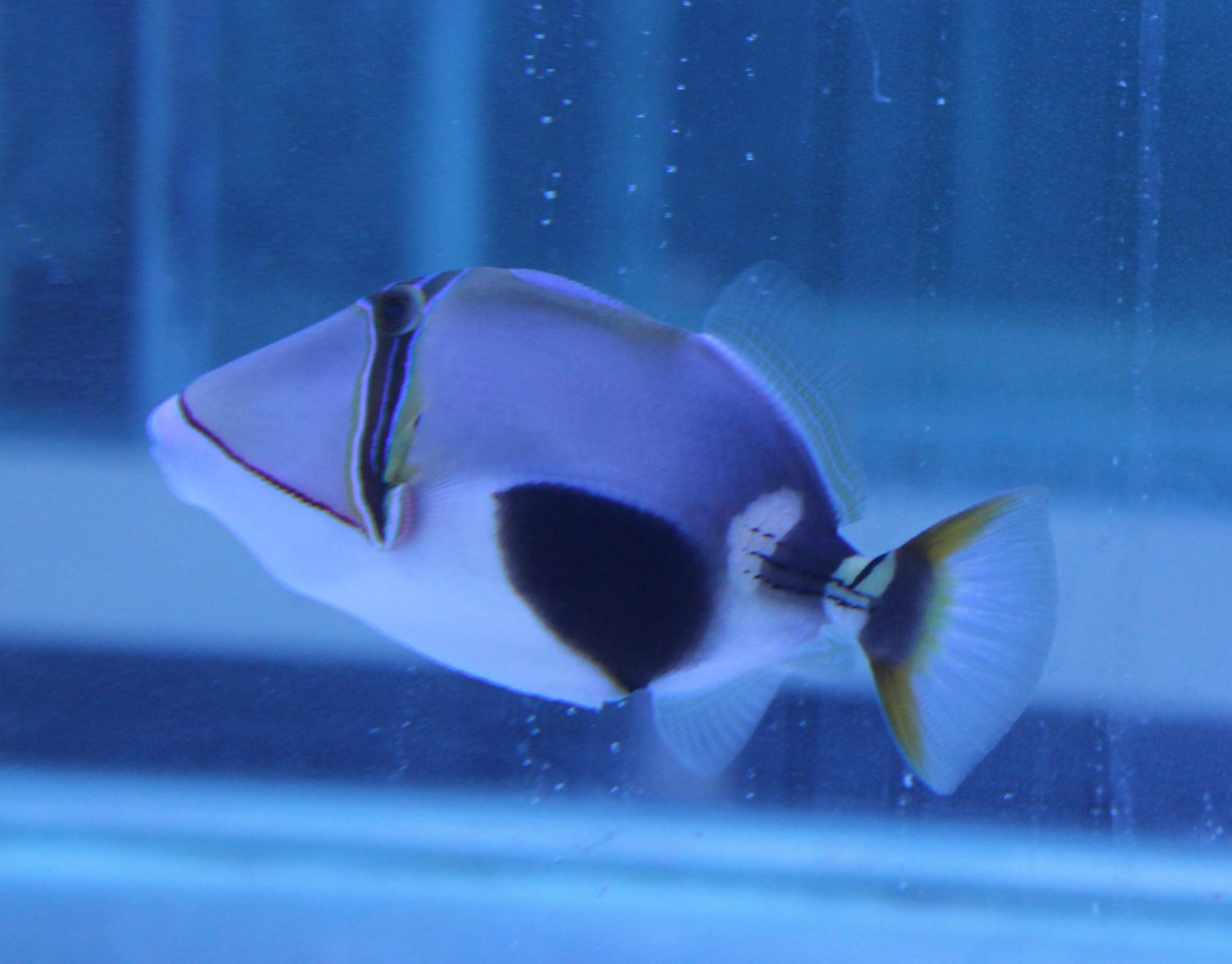 Bursa triggerfish - Rhinecanthus verrucosus