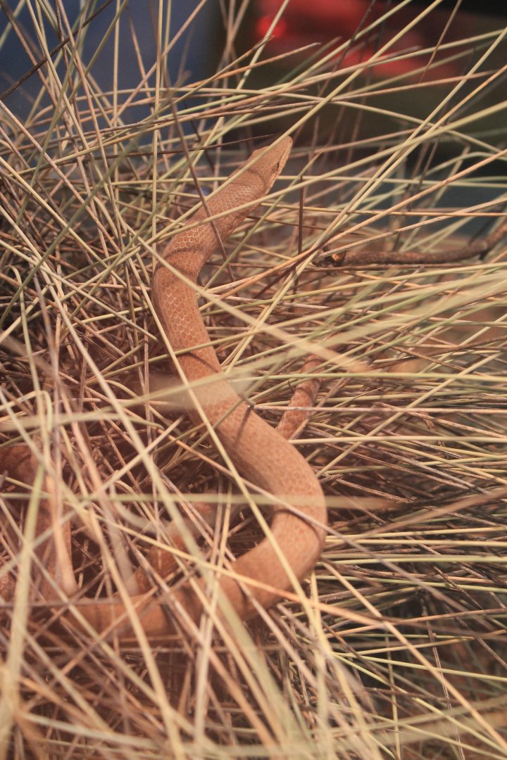Burton's Legless Lizard (Lialis burtonis)