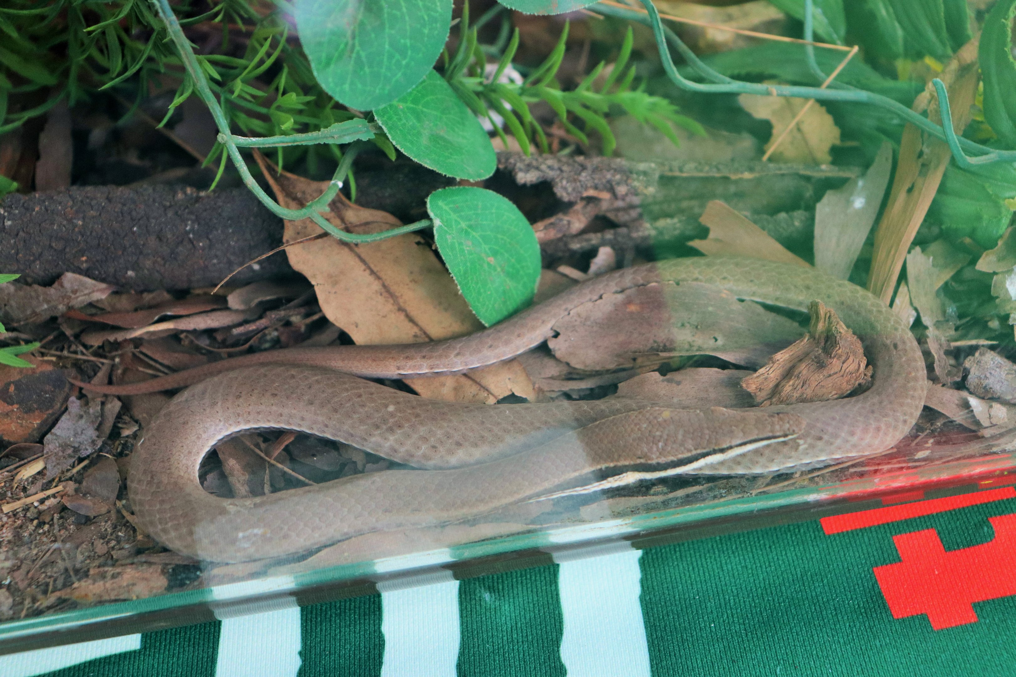 Burton's Legless Lizard (Lialis burtonis)