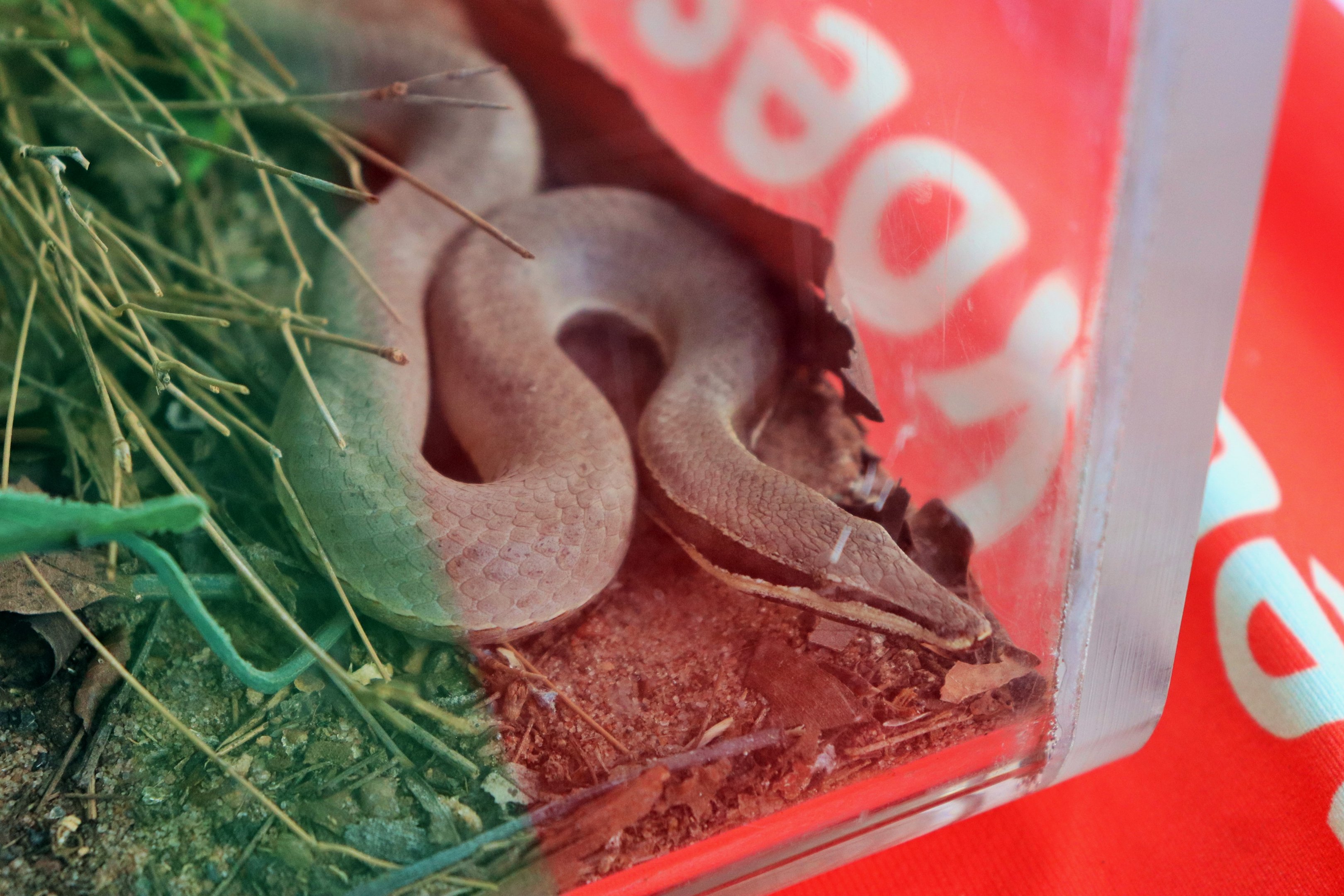 Burton's Legless Lizard (Lialis burtonis)