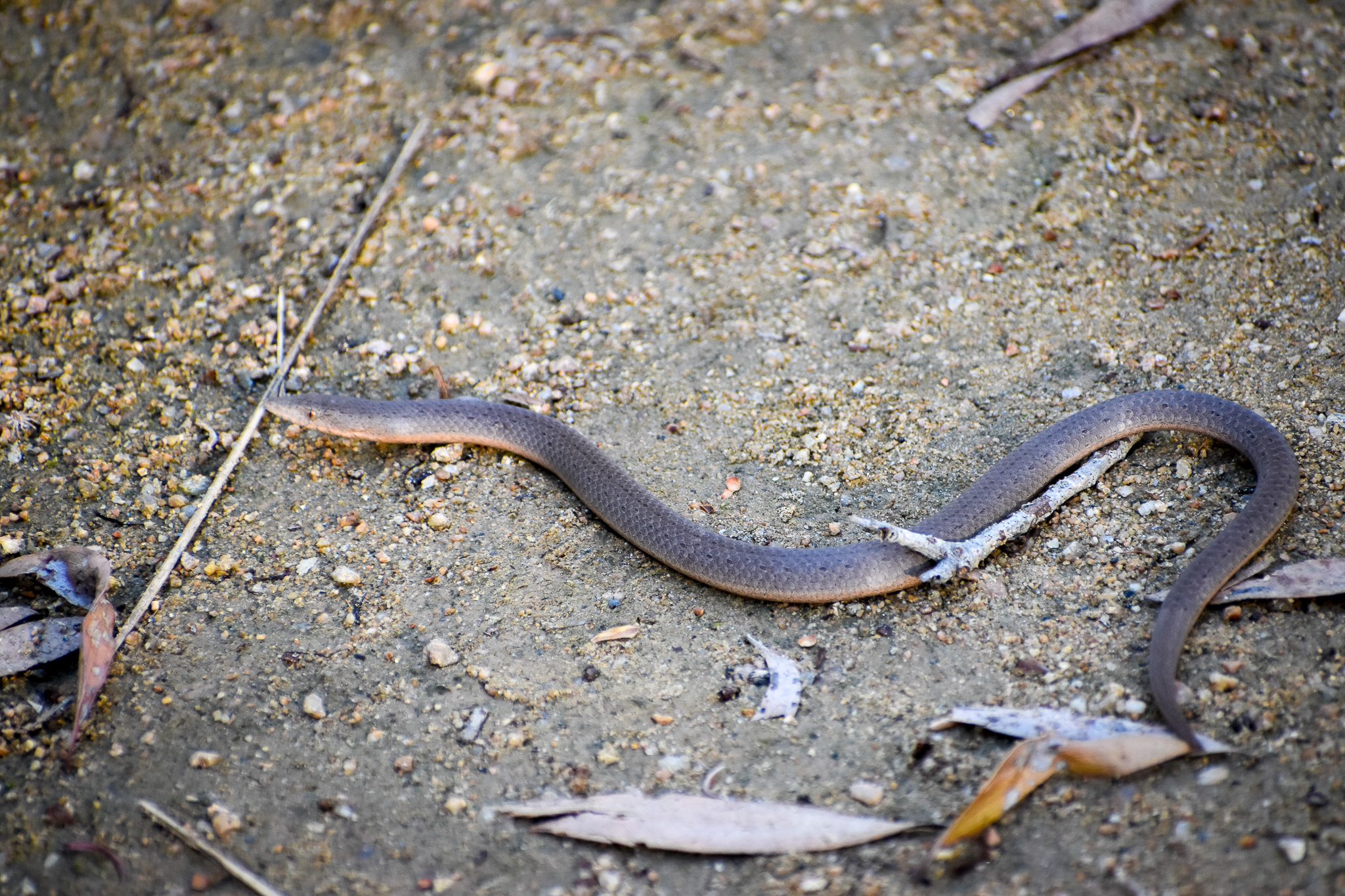 Burton's Legless Lizard (Lialis burtonis)