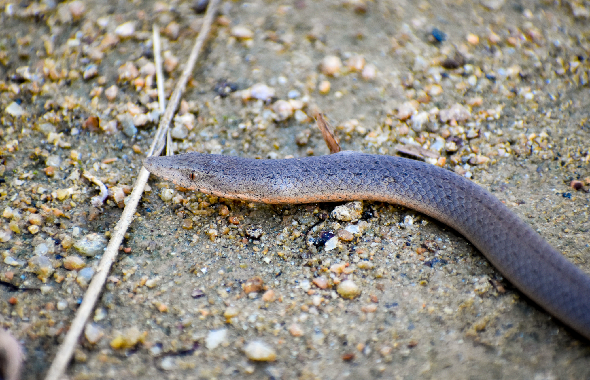 Burton's Legless Lizard (Lialis burtonis)