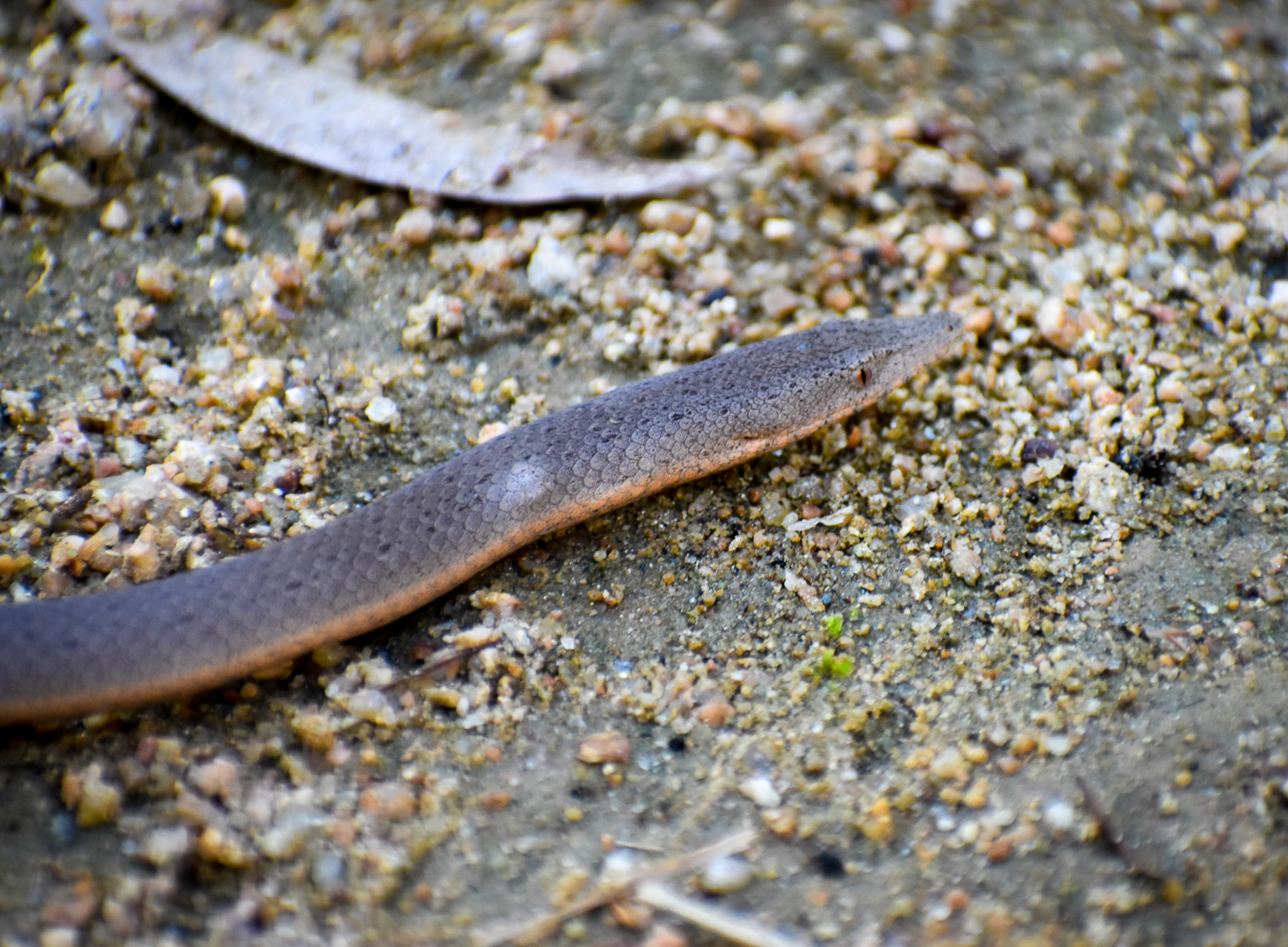 Burton's Legless Lizard (Lialis burtonis)