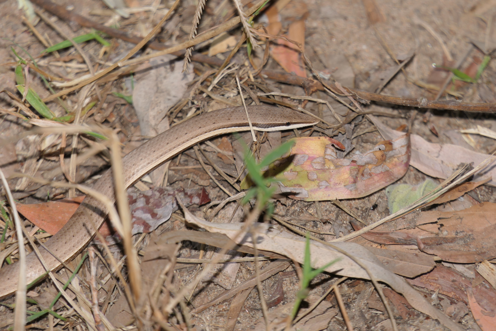 Burton's Legless Lizard (Lialis burtonis)