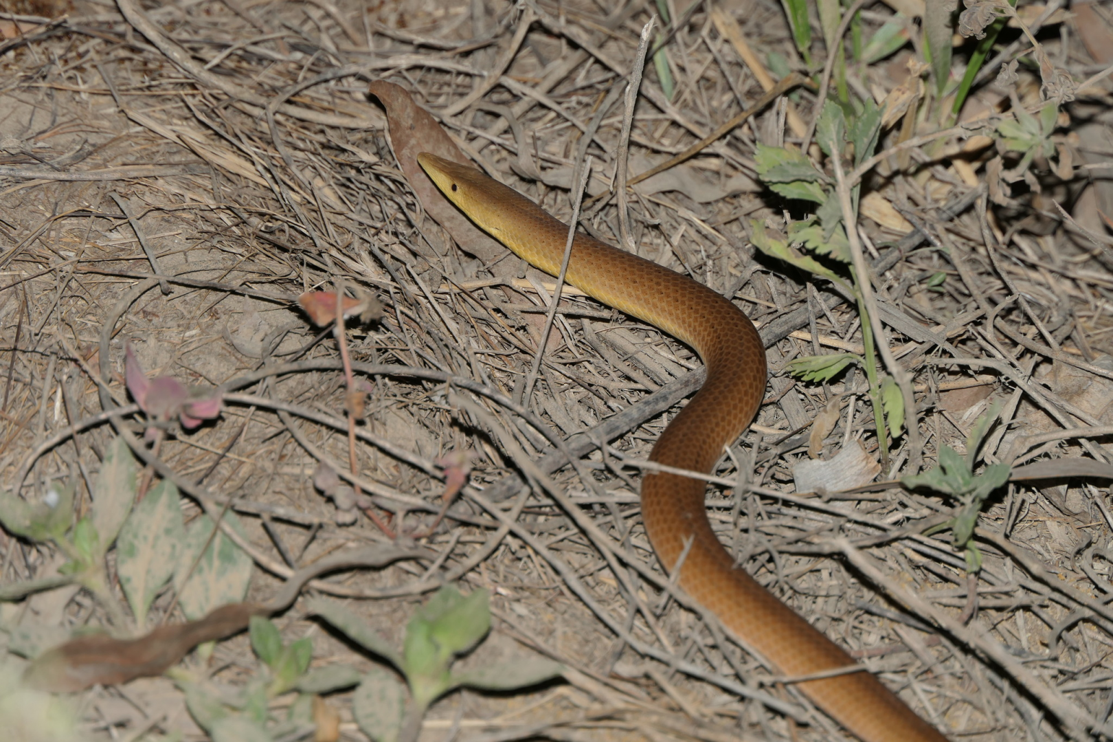 Burton's Legless Lizard (Lialis burtonis)