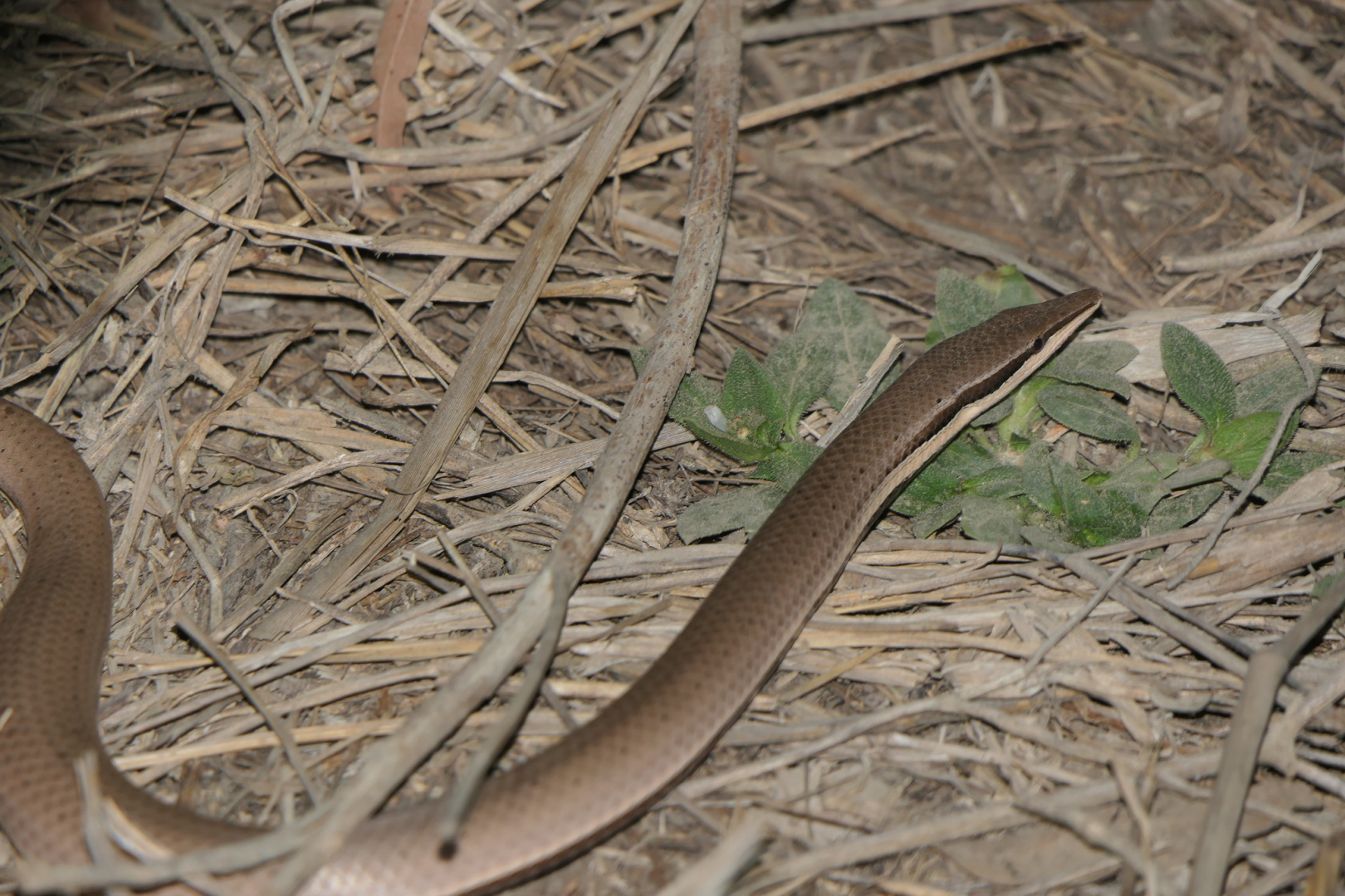 Burton's Legless Lizard (Lialis burtonis)
