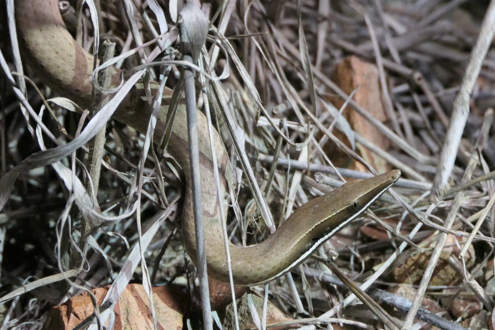 Burton's Legless Lizard (Lialis burtonis)