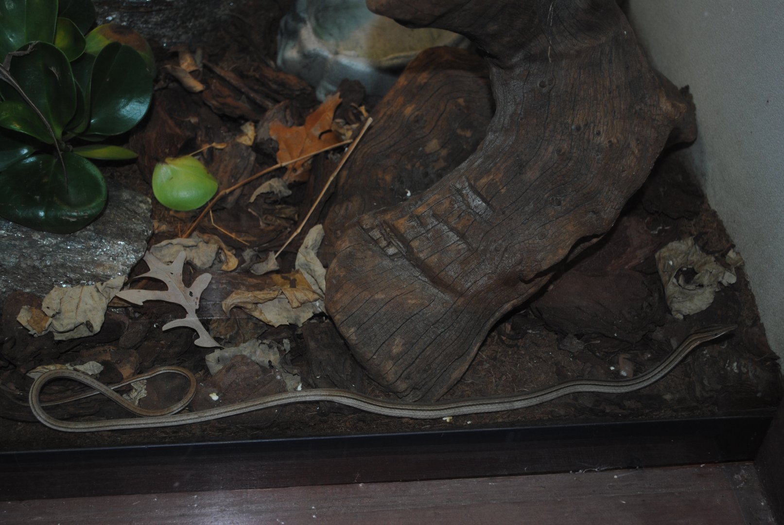 Burton's Legless Lizard