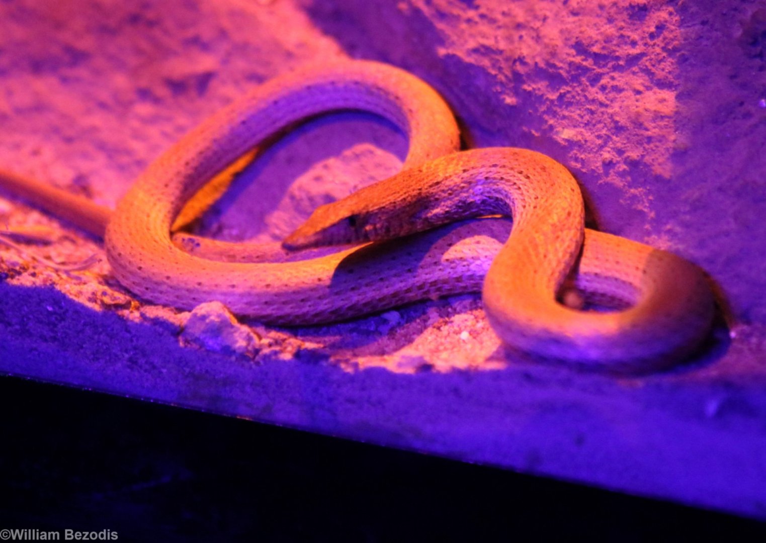 Burton's Legless Lizard