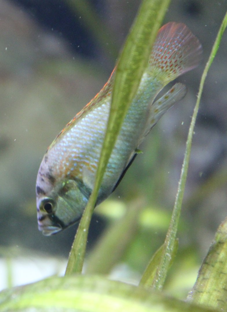 Burton's mouthbrooder - Astatotilapia burtoni