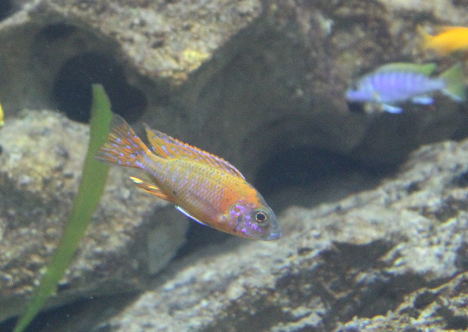 Burton's mouthbrooder ?