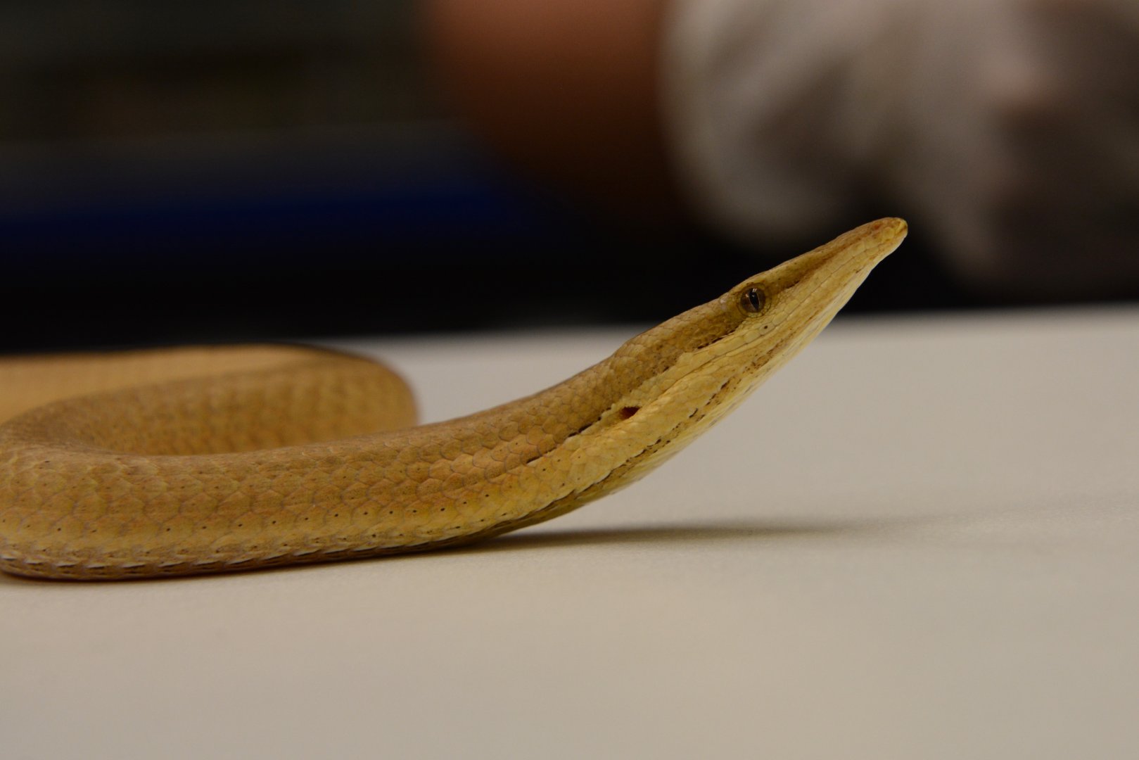 Burton's snake-lizard (Lialis burtonis)