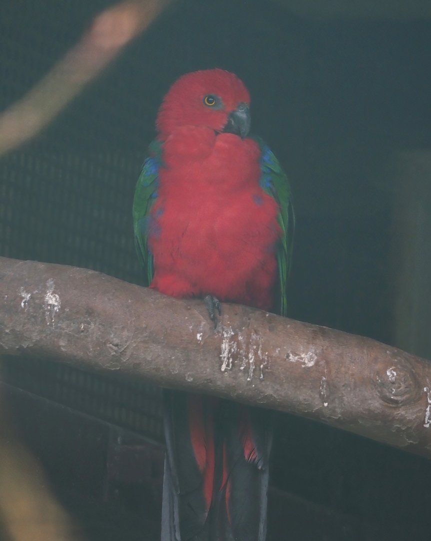 Buru king parrot (Alisterus amboinensis buruensis), 2024-05-22
