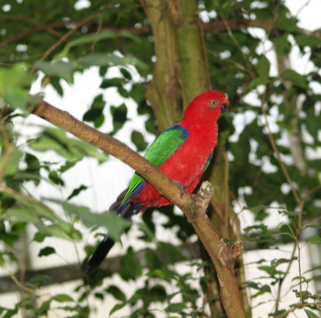 Buru king parrot (Alisterus amboinensis buruensis), May 2006