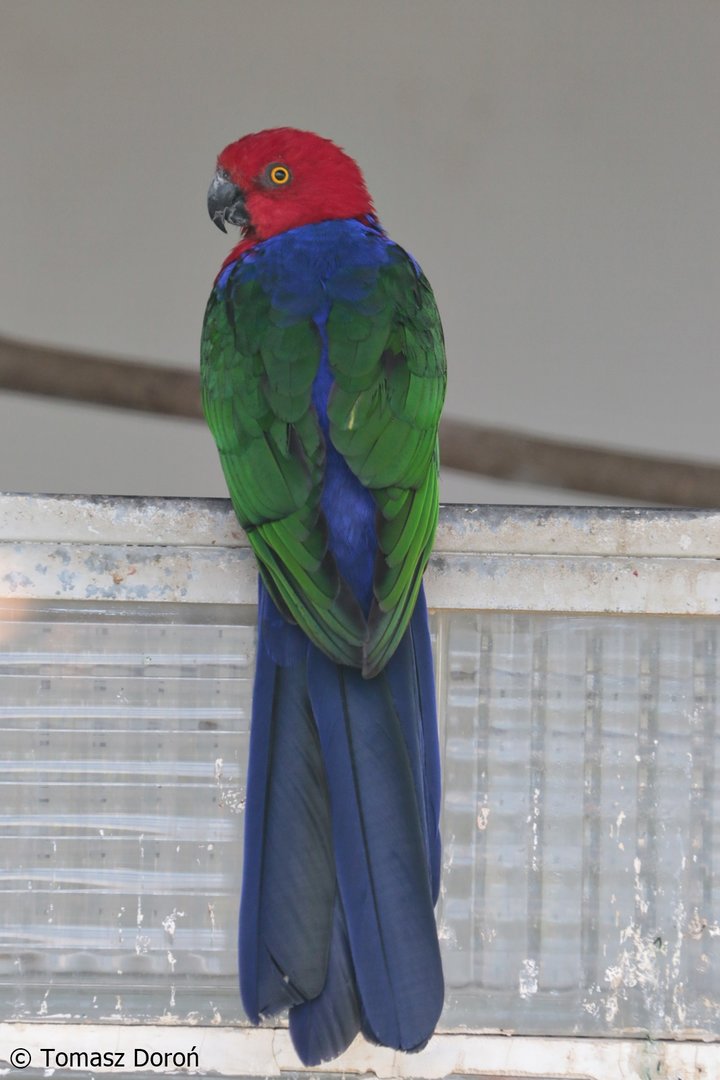 Buru King Parrot (Alisterus amboinensis buruensis), October 2022