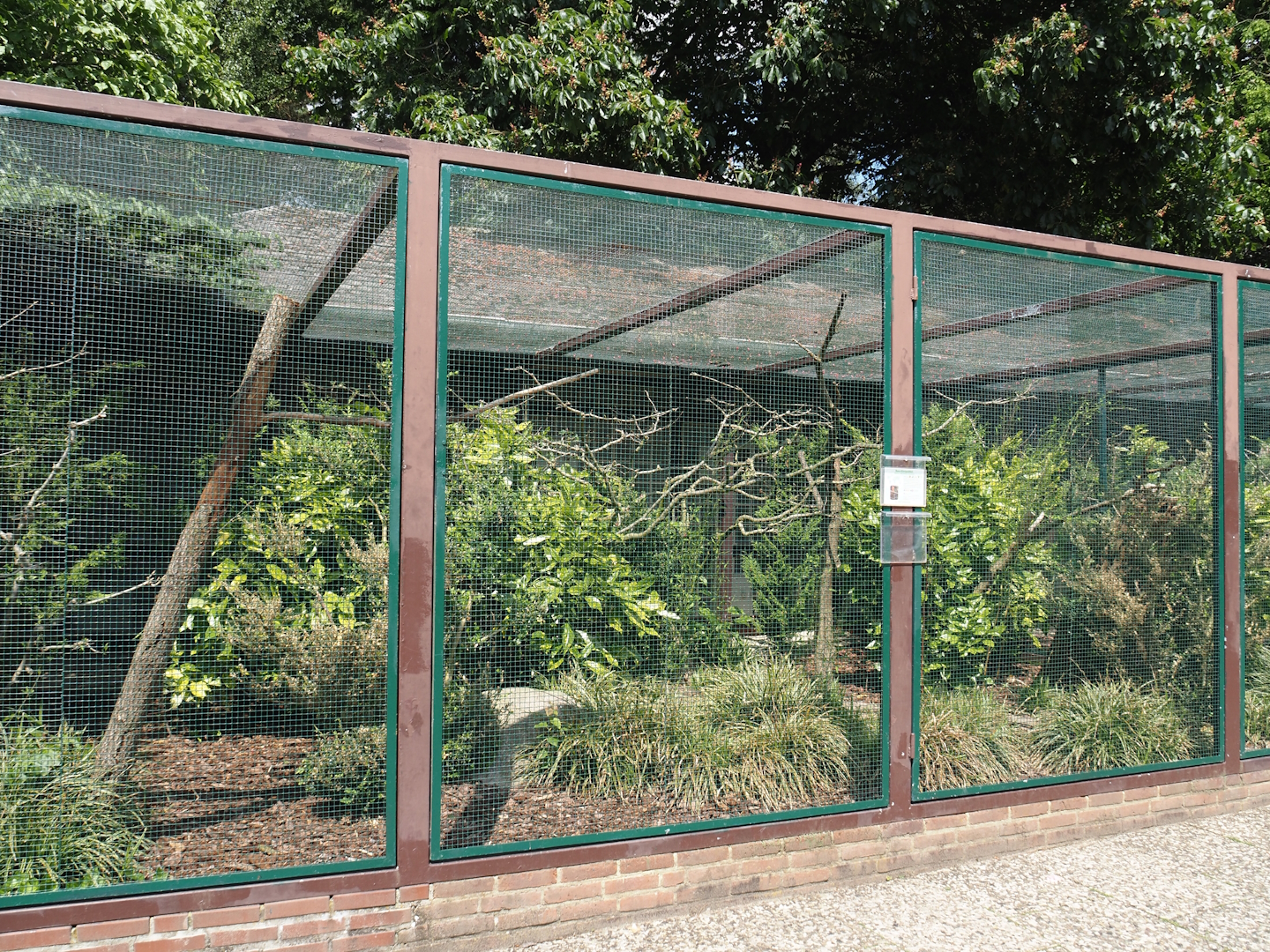 Buru king parrot aviary, 2024-05-23
