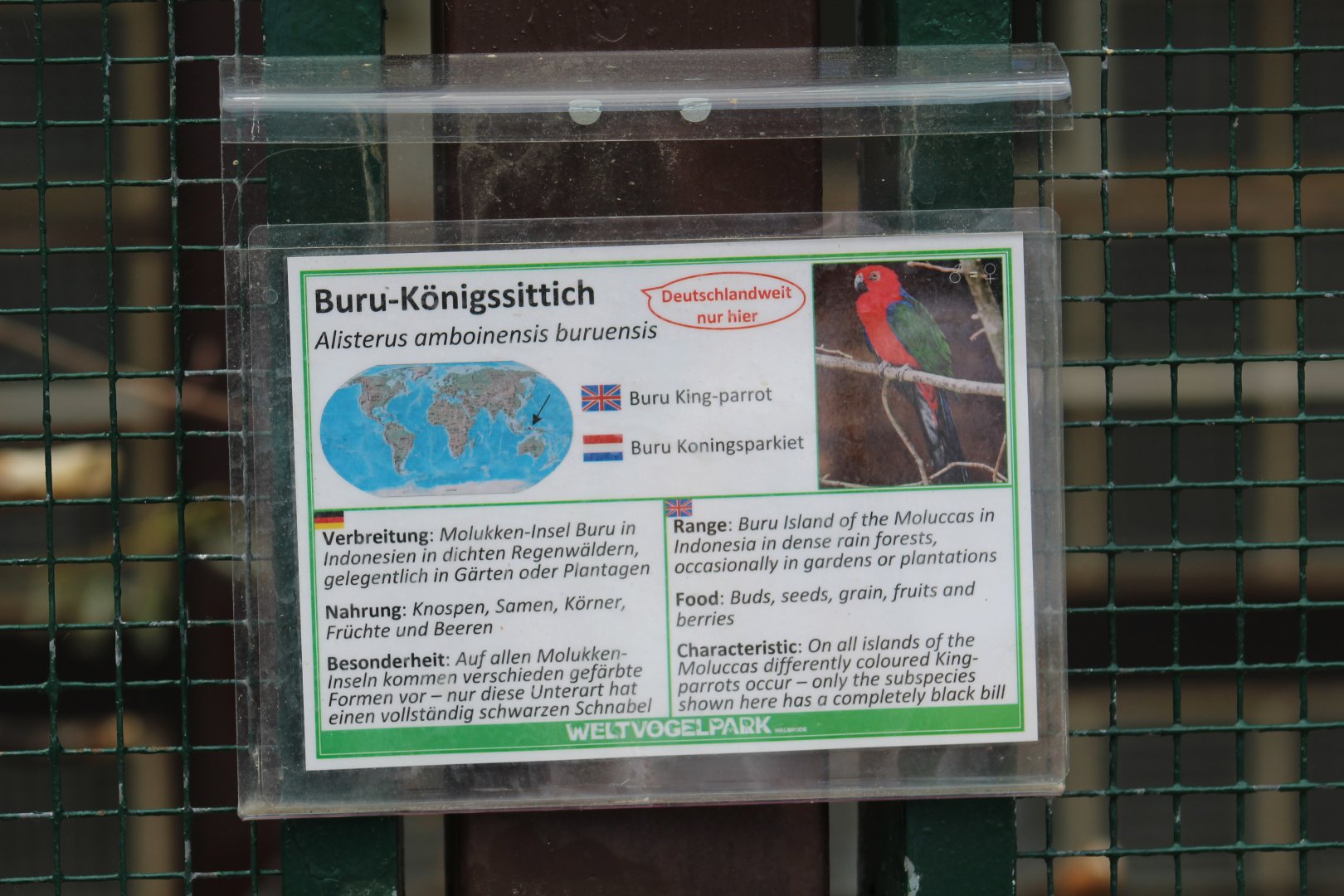 Buru King Parrot Signage