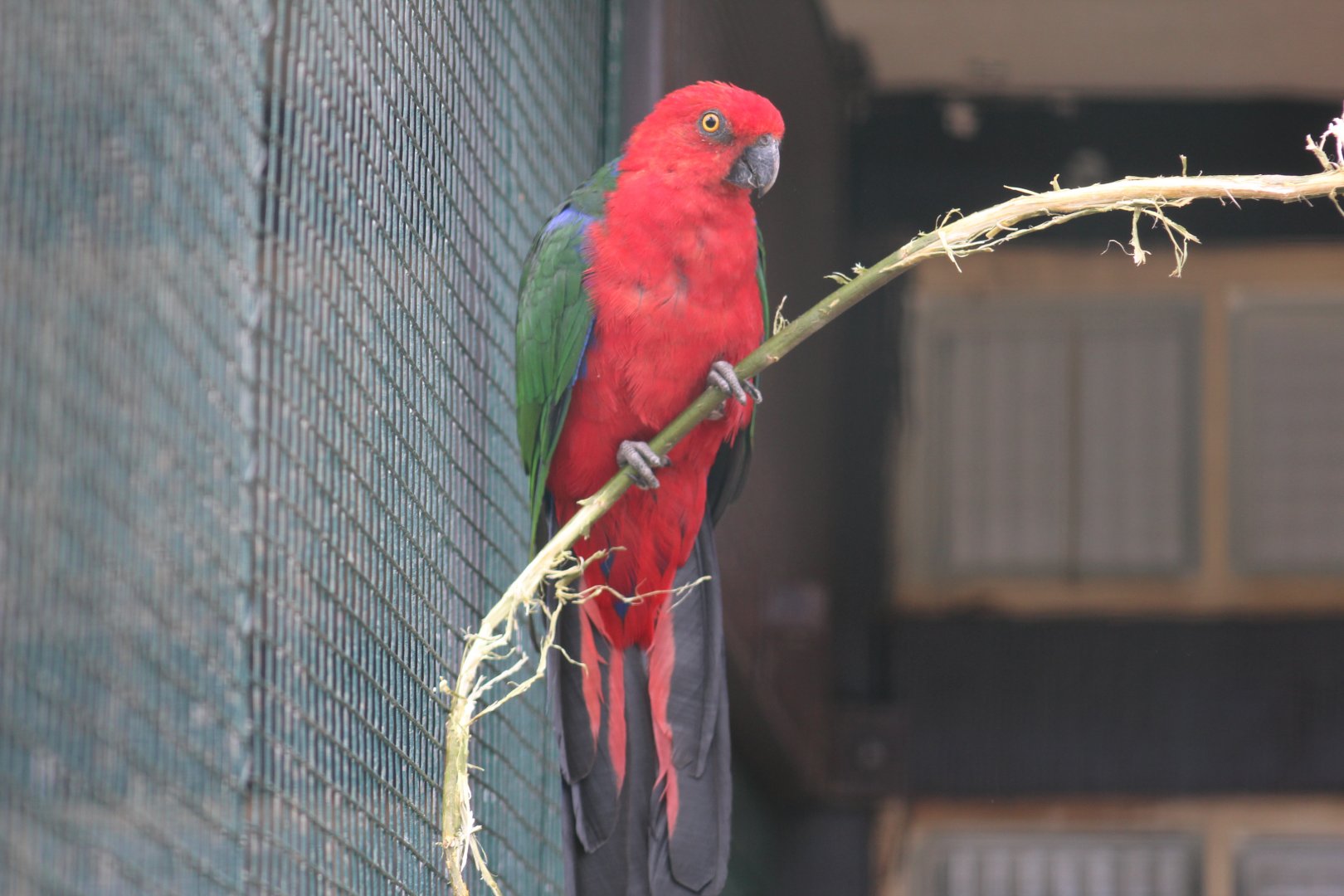Buru King Parrot
